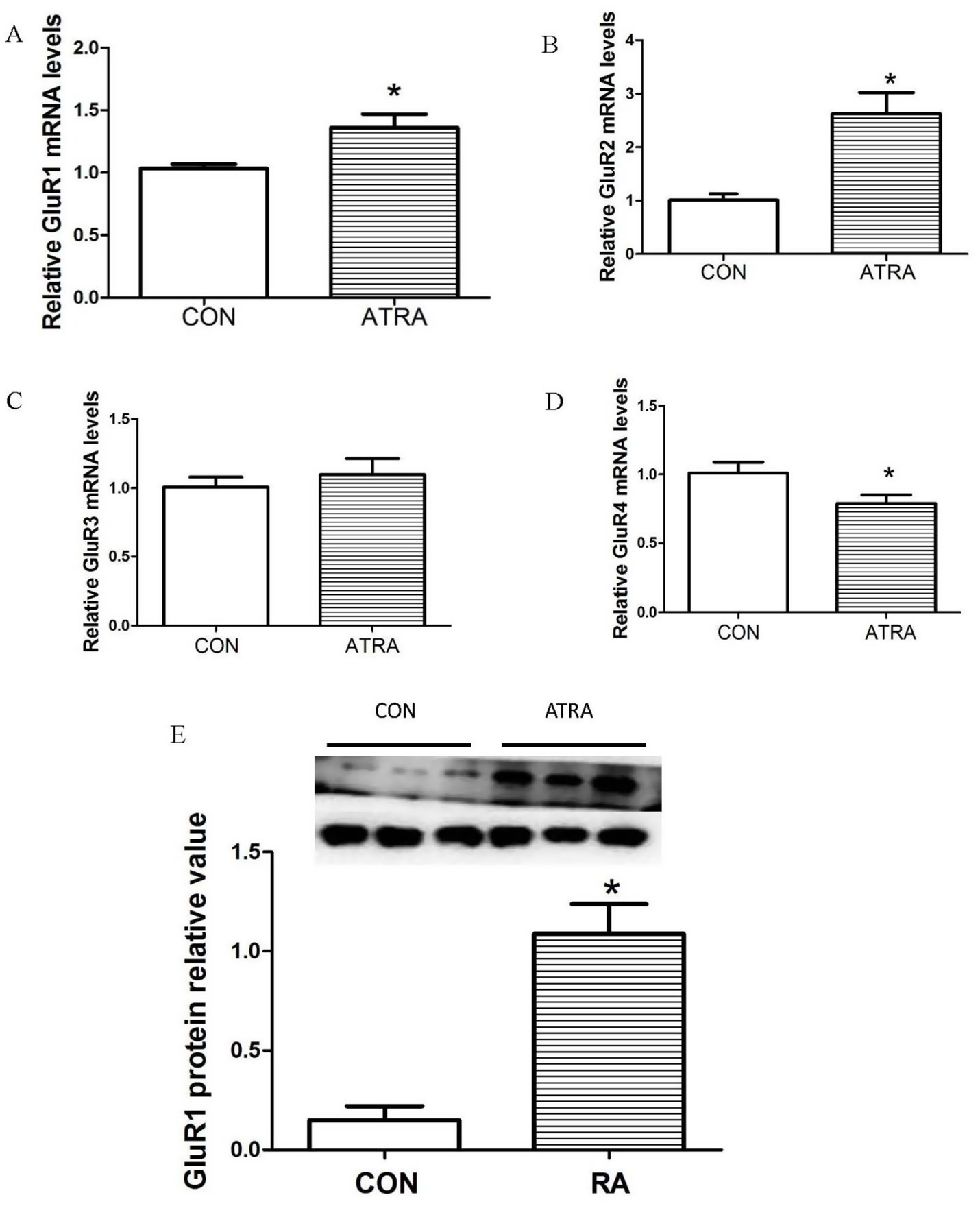 Bar graphs and a Western blot image showing relative mRNA and protein levels in control (CON) and ATRA/RA-treated samples. Graph A shows increased GluR1 mRNA in ATRA. Graph B shows increased GluR2 mRNA in ATRA. Graph C shows unchanged GluR3 mRNA between groups. Graph D shows decreased GluR4 mRNA in ATRA. Graph E and the blot show increased GluR1 protein in RA-treated samples. An asterisk indicates significant differences.