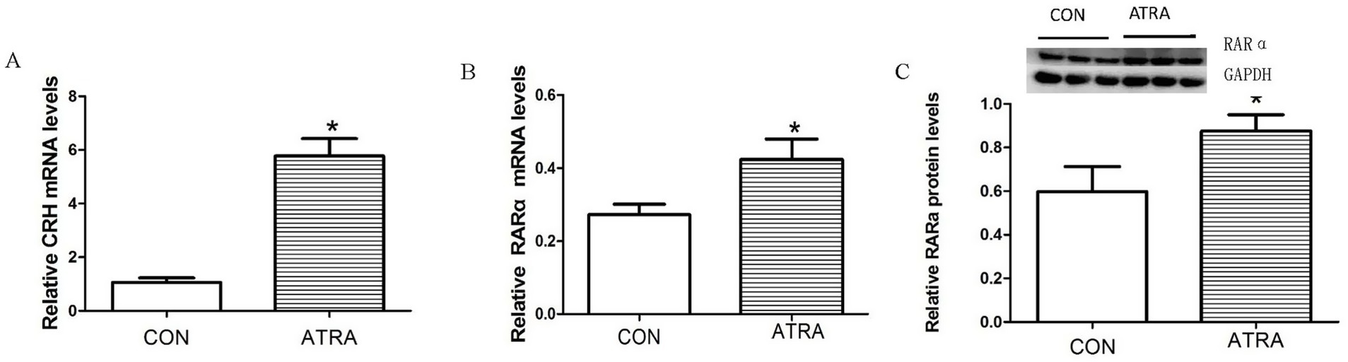 Bar graphs showing relative RNA and protein levels. Panel A: CRH mRNA levels significantly higher in ATRA compared to CON. Panel B: RARα mRNA levels increased in ATRA. Panel C: RARα protein levels, with a western blot insert, significantly higher in ATRA. Asterisks indicate statistical significance.