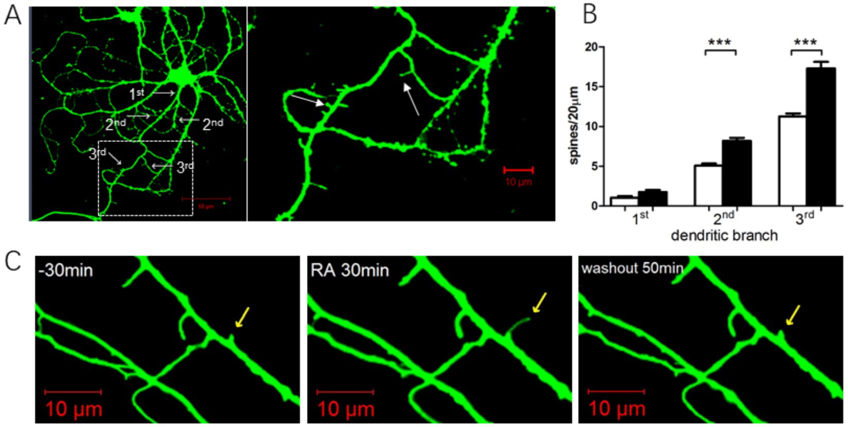 Panel A shows fluorescent images of dendritic branches labeled as first, second, and third order, with spines indicated by arrows. Panel B presents a bar graph comparing spine densities across dendritic branch orders, showing significant differences marked by asterisks. Panel C includes three time-lapse images of dendritic branches at different time points: minus 30 minutes, retinoic acid 30 minutes, and washout 50 minutes, highlighting changes with yellow arrows. Scale bars in panels A and C measure 10 micrometers.