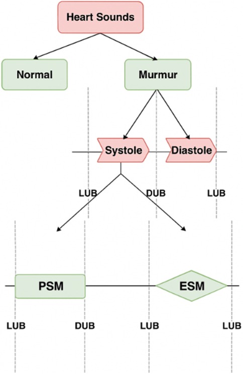 Flowchart outlining heart sounds classification into normal and murmur types, with murmurs further divided into systolic and diastolic phases, leading to identification of PSM (pan-systolic murmur) and ESM (ejection systolic murmur) patterns aligned with LUB-DUB cycles.