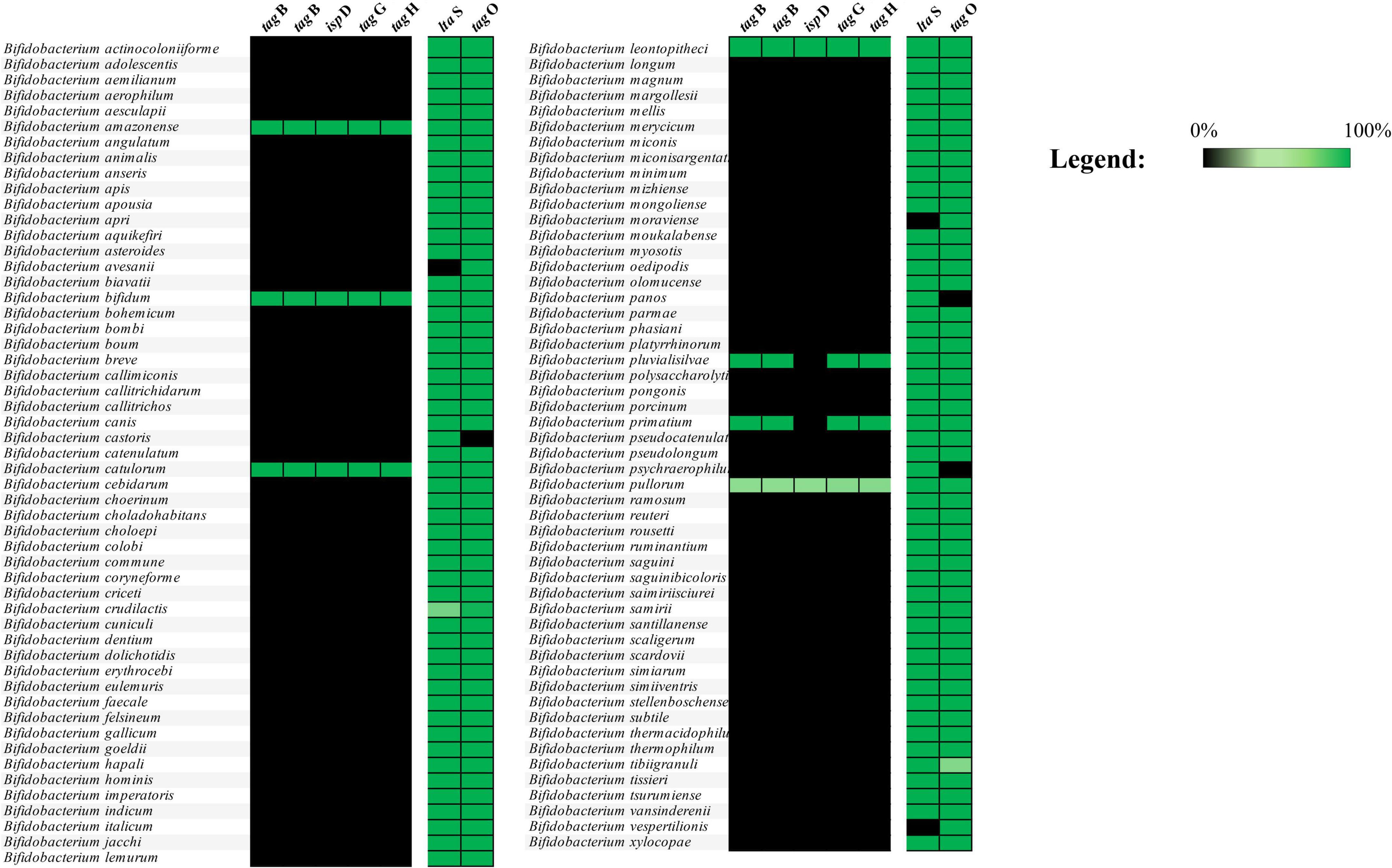 Chart displaying the percentage presence of specific genes (tagA-tagK) across various Bifidobacterium species. The chart is color-coded from black (0%) to green (100%) to indicate prevalence levels. Each Bifidobacterium species is listed alongside vertical bars representing gene prevalence. A legend explains the color gradient.