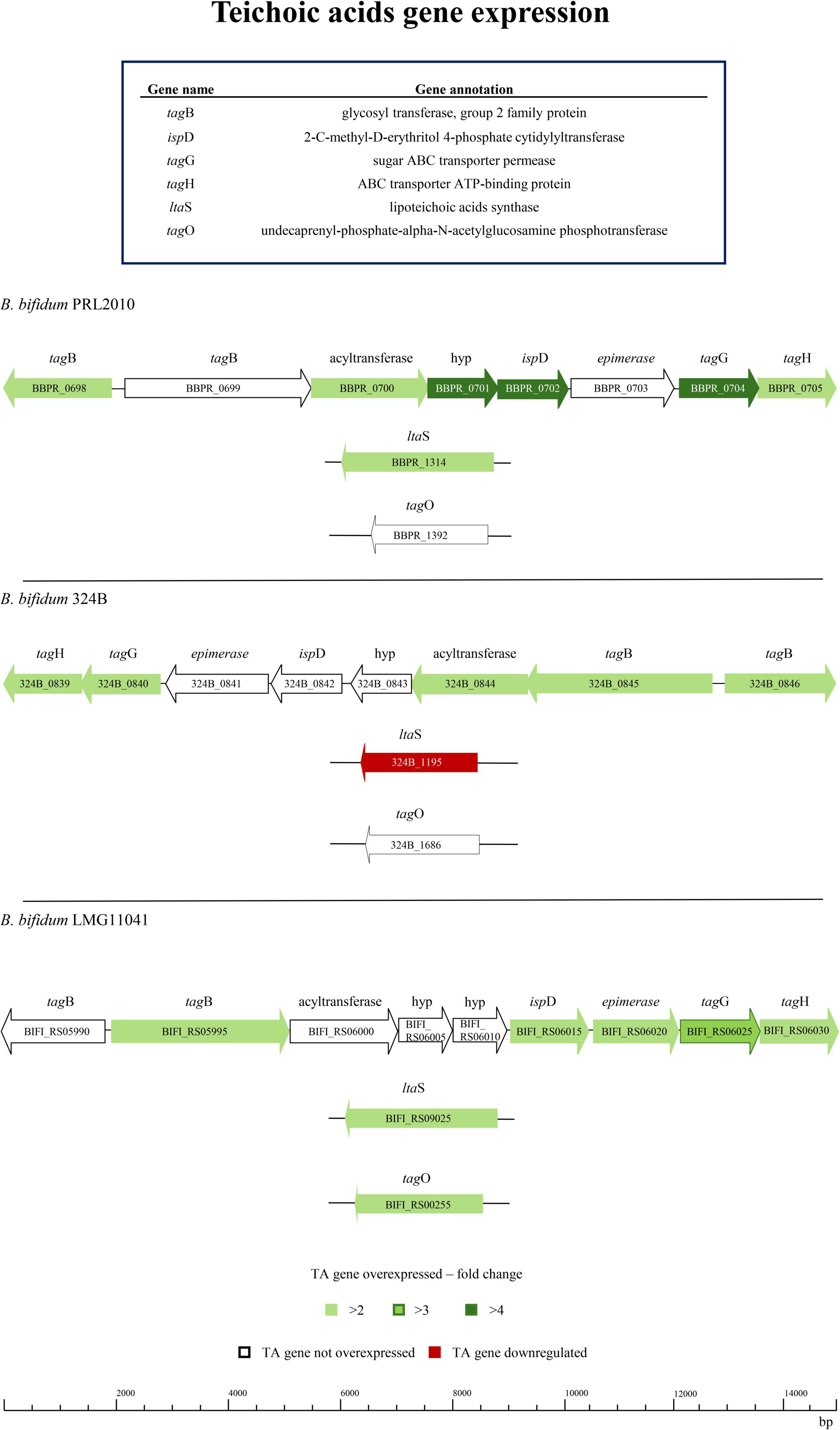 Diagram of teichoic acids gene expression in B. bifidum strains PRL2010, 324B, and LMG11041. It includes gene names (tagB, ispD, tagG, tagH, ltaS, tagO) with annotations like glycosyl transferase and transporter proteins. Gene sequences are color-coded: green for overexpression, red for downregulation, and white for not overexpressed. The diagram also shows specific gene loci and fold changes.