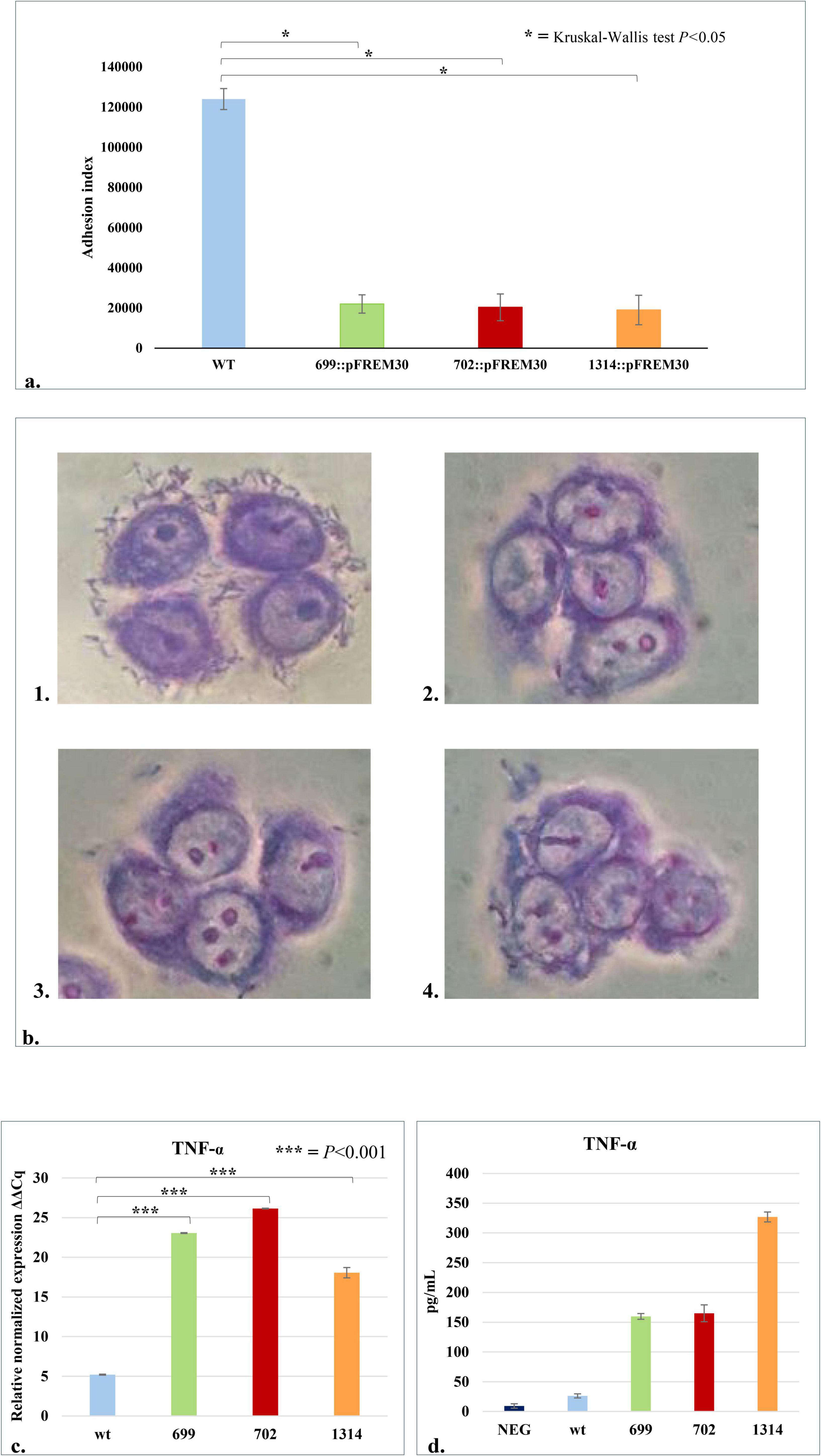 “a. Bar graph showing adhesion index levels for WT and three mutants, with WT having the highest index. Kruskal-Wallis test shows significant differences (p<0.05). b. Four microscopic images labeled 1 to 4, showing cells stained in shades of purple and pink, illustrating cellular structures. c. Bar graph comparing TNF-α expression levels, with mutants 699, 702, and 1314 significantly higher than WT. Notable statistical significance (p<0.001). d. Bar graph of TNF-α levels in pg/mL for NEG, WT, and mutants, showing increased levels in mutants, especially 1314.”