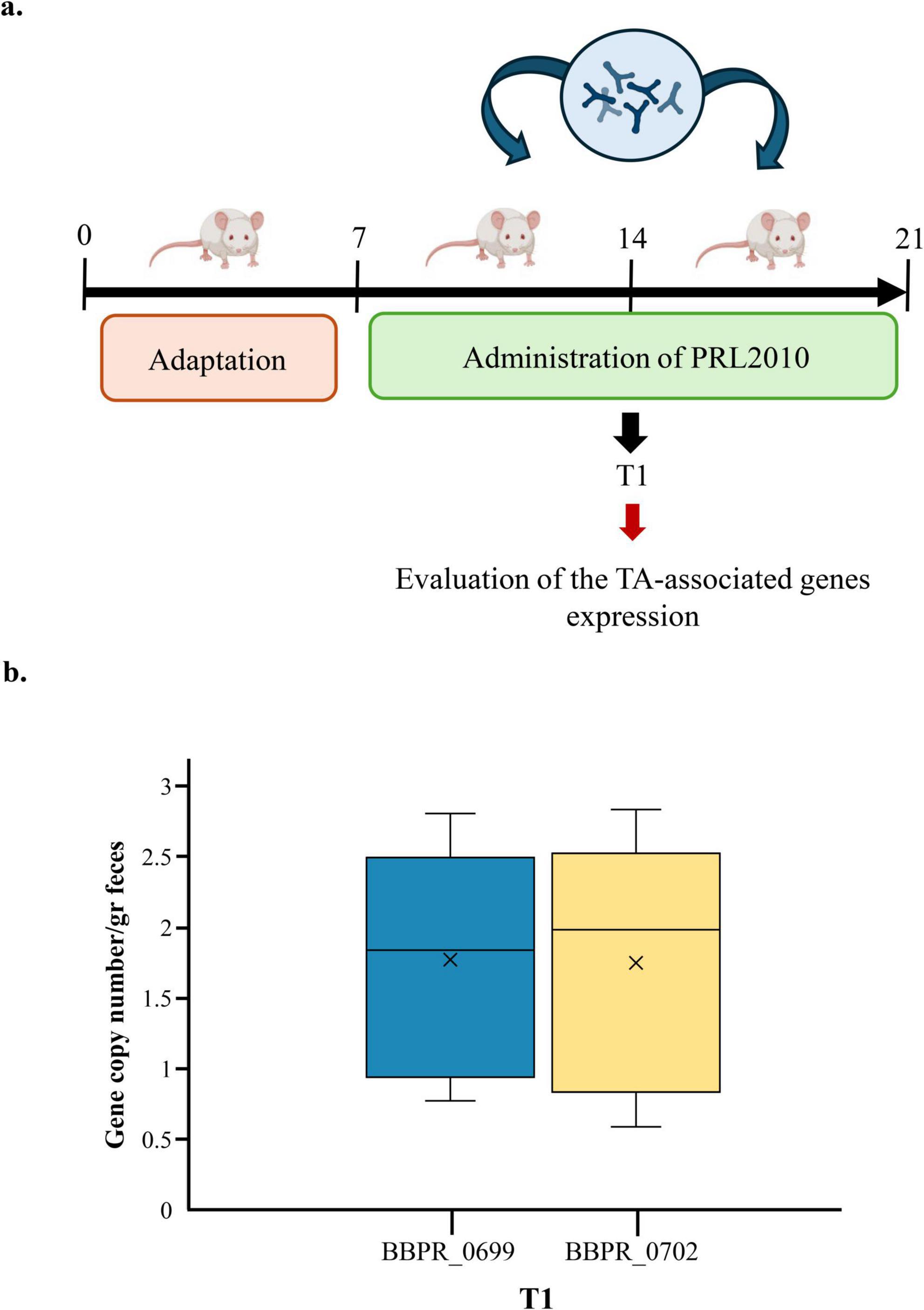 Panel a illustrates an experimental timeline involving mice. Days 0 to 7 are for adaptation, and days 7 to 21 involve administering PRL2010. Panel b is a box plot showing gene copy numbers for BBPR_0699 and BBPR_0702 at T1, with values ranging around 1.5 to 3.5 per gram of feces.