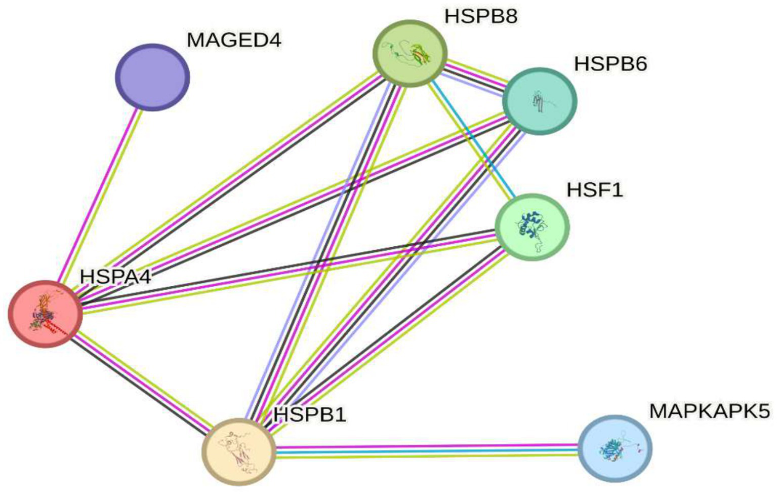 Implications in protection against cellular damage. The image shows seven key genes (MAGED4, HSPB8, HSPB6, HSF1, HSPA4, HSPB1, and MAPKAPK5) involved in the response to oxidative stress. The diagram illustrates their interactions with lines of different colors, where HSPA4 acts as a central node connected to multiple proteins. These genes regulate protein homeostasis, stabilize misfolded proteins, and protect against apoptosis induced by reactive oxygen species (ROS). Their function highlights their importance in preventing cellular damage and in defending against diseases associated with oxidative stress, reinforcing essential survival mechanisms within cells under harmful environmental or metabolic conditions.