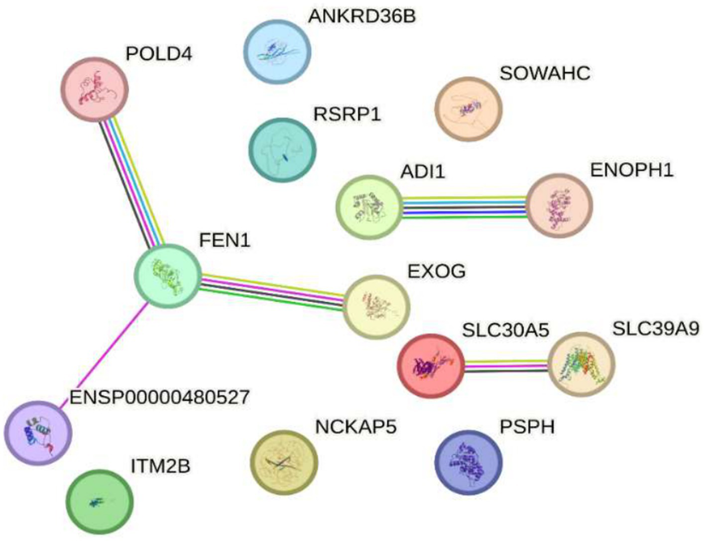 Impact of exposure to 2.4 GHz electromagnetic fields on reduced gene expression according to Sakurai et al. (23). The image shows interconnected genes responding to 2.4 GHz radiation from Wi-Fi devices. Genes with altered expression were identified in key processes such as DNA replication, cellular homeostasis, and metabolism. Examples include POLD4 and FEN1 (DNA repair), EXOG (mitochondrial repair), ITM2B (apoptosis), NAPS (chromatin regulation), PSPH and ADI1 (metabolism), plus zinc transporters and genes linked to epigenetic and transcriptional regulation. These findings suggest 2.4 GHz radiation may compromise genomic stability, metabolism, and cellular regulation.
