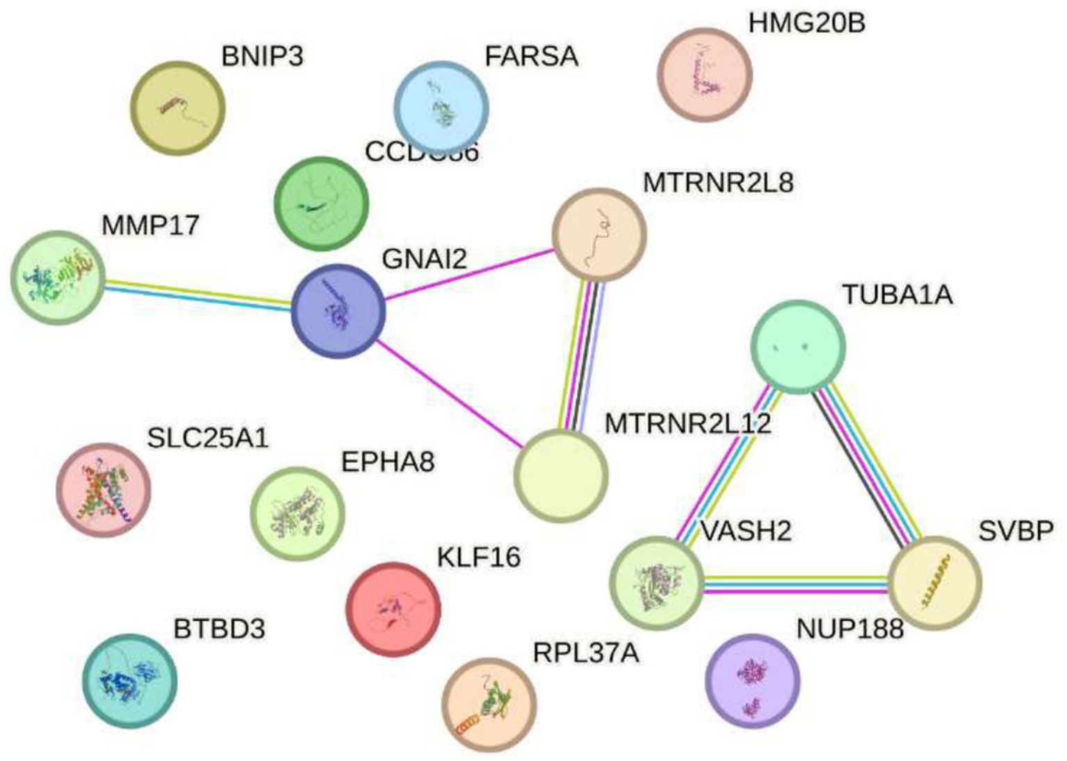 Impact of exposure to 2.4 GHz electromagnetic fields on increased gene expression according to Sakurai et al. (23). The network diagram shows proteins represented as colored circles, labeled with names such as GNAI2, BNIP3, and MTRNR2L8, connected by lines indicating interactions. No direct evidence links genes such as slc25a1, btbd3, epha8, or klf16 with electromagnetic radiation at 2.4 GHz or other frequencies. Research in this field remains emerging, and most studies have not reported significant changes in gene expression. The WHO continues to monitor available evidence to guide future scientific recommendations on potential biological effects.