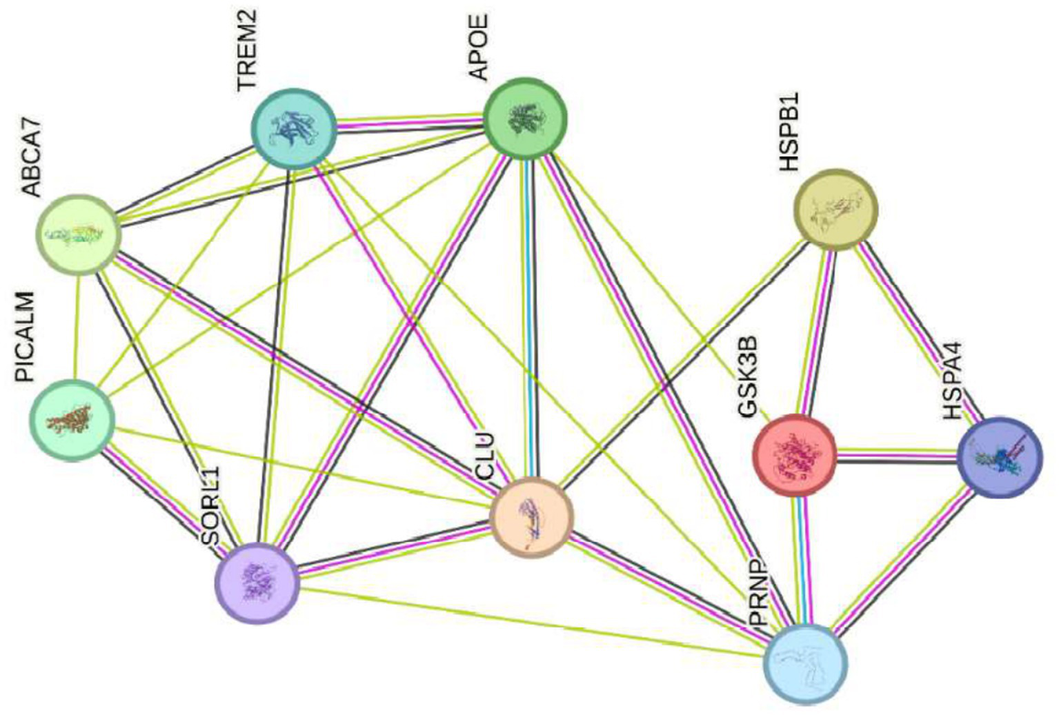 Network diagram illustrating protein interactions between Alzheimer’s-related and oxidative stress genes. Nodes, represented as colored circles with protein structure images, are connected by lines indicating functional relationships. Genes associated with Alzheimer’s disease, such as ABCA7, PICALM, CLU, TREM2, APOE, SORL1, GSK3B, and PRNP, interact with oxidative stress regulators including HSP27 or HSPB1 and HSP7Q HSPA4. This network highlights how neurodegenerative pathways and cellular defense against oxidative damage intersect, providing insights into the molecular mechanisms underlying Alzheimer’s disease and emphasizing potential targets for future biomedical research and therapeutic strategies.