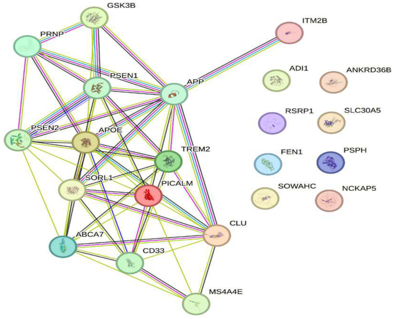 A network diagram showing interactions between various proteins. Nodes represent proteins, connected by colored lines indicating interactions. Key proteins include APP, APOE, PSEN1, and CLU, each interconnected with others like TREM2, PICALM, and ITM2B. Additional proteins are listed to the right, such as RSRP1, FEN1, and PSPH. Each node contains a visual representation of molecular structures.