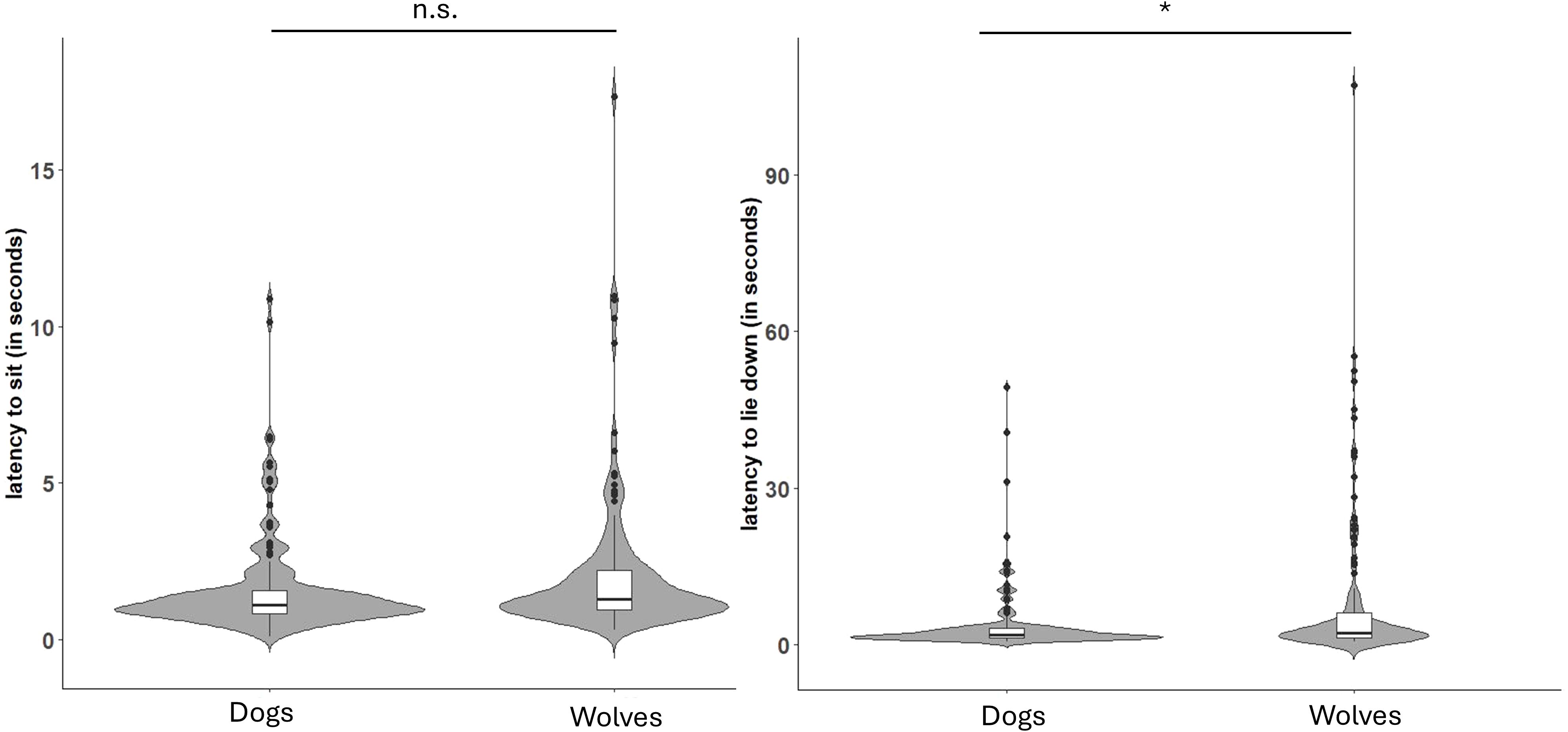 Violin plots compare the latency to sit and lie down between dogs and wolves. The left plot shows no significant difference in the latency to sit, indicated by “n.s.” The right plot shows a significant difference in the latency to lie down, marked by an asterisk, with wolves showing greater variability.