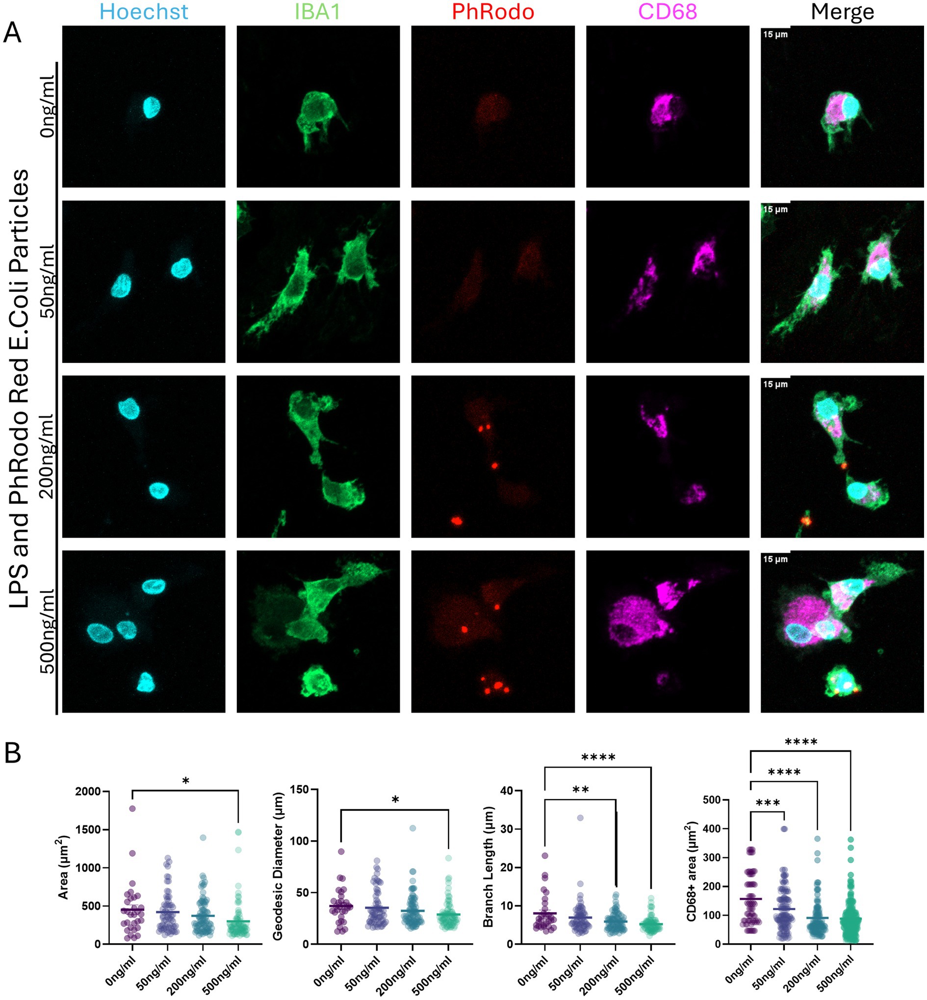 Fluorescent microscopy images and graphs depicting experiments with E. coli particles. Panel A shows cells labeled with Hoechst (blue), IBA1 (green), PhRodo (red), and CD68 (purple) at varying LPS concentrations, with a merged image illustrating interaction. Panel B features scatter plots analyzing changes in area, geodesic diameter, branch length, and CD68+ area at different concentrations, with significant differences marked by asterisks.