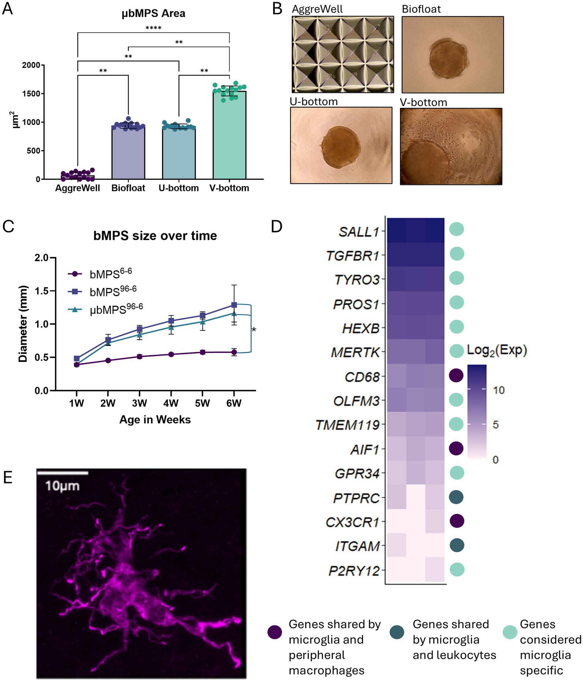 Comparison of microwell plate types and their effects on microglia brain model formation. (A) Bar graph comparing the area of microglia brain models in AggreWell, Biofloat, U-bottom, and V-bottom wells, showing significant differences. (B) Images of microglia brain models in different well types. (C) Line graph of microglia brain model size over six weeks, highlighting growth differences. (D) Heatmap of gene expression related to microglia and macrophages, with color coding for different gene categories. (E) Microscopic image of a microglia cell, stained in purple, with a scale bar indicating ten micrometers.