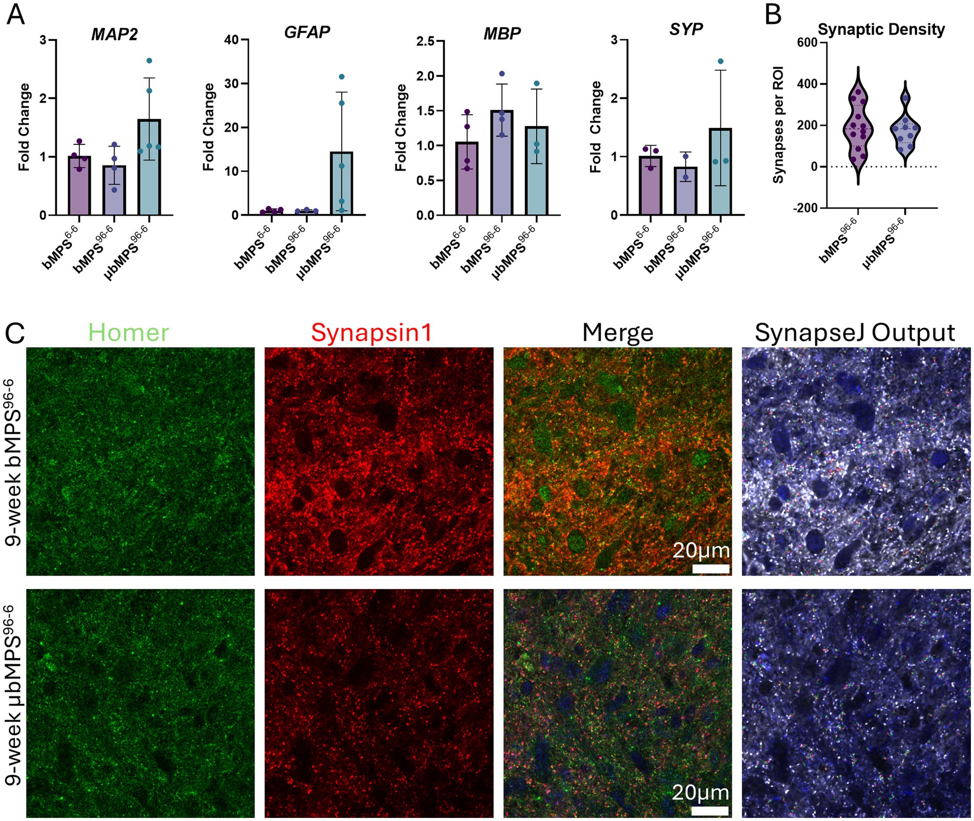 Graphs and images show changes in expression and synaptic density in two experimental groups: bMPS and µbMPS. Panel A displays bar graphs comparing fold changes in MAP2, GFAP, MBP, and SYP. Panel B presents a violin plot of synaptic density. Panel C shows fluorescent images displaying Homer and Synapsin1 proteins with merged and SynapseJ output images for nine-week bMPS and µbMPS.