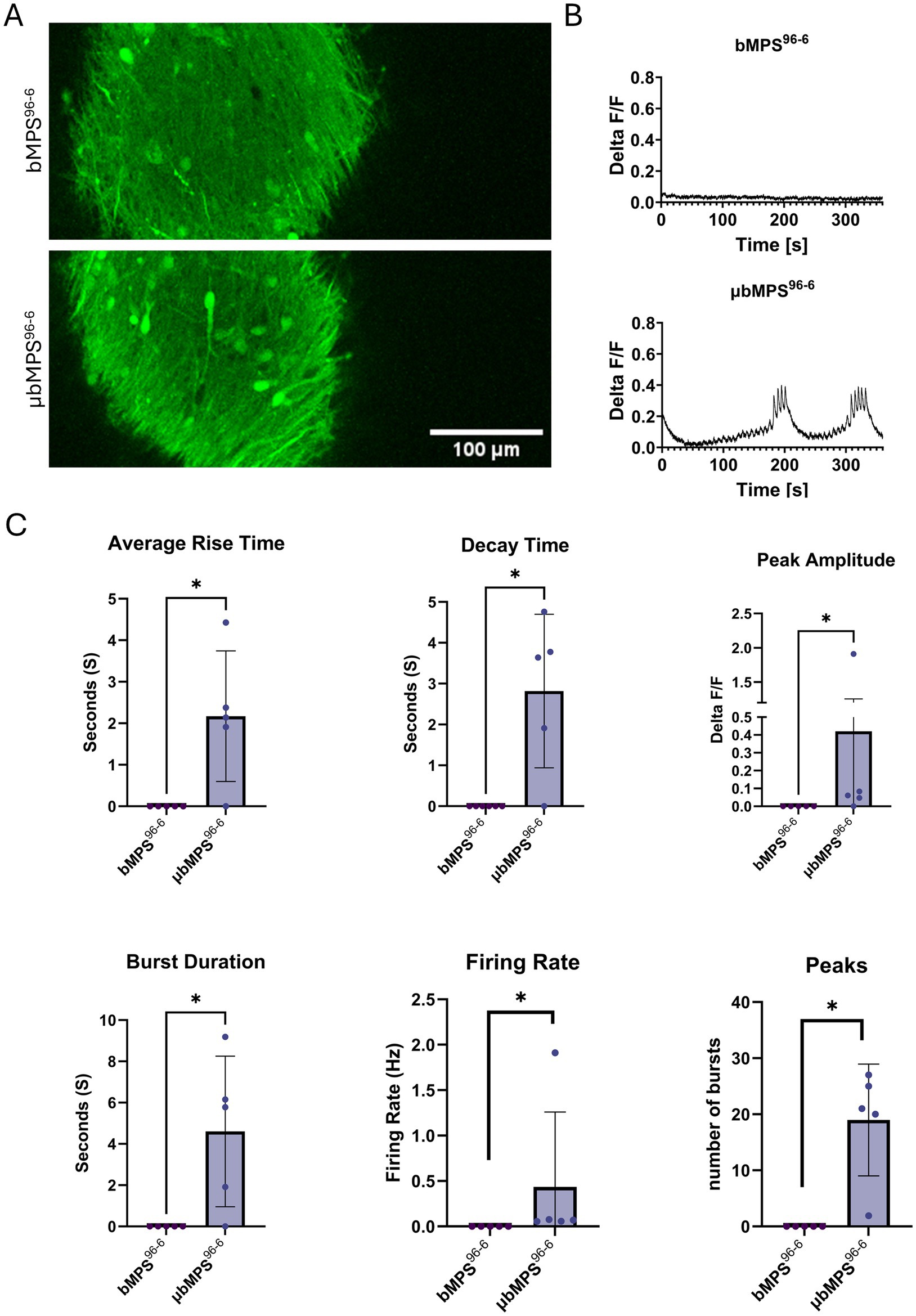 Fluorescence micrographs and data of two groups, bMPS^96-6 and μbMPS^96-6. Panel A shows green-stained images indicating calcium flux. Panel B displays line graphs comparing fluorescence intensity over time for both groups, with μbMPS^96-6 showing higher peaks. Panel C presents bar graphs with error bars for average rise time, decay time, peak amplitude, burst duration, firing rate, and peaks. μbMPS^96-6 consistently shows higher values across all metrics, indicating more significant activity. Asterisks denote statistical significance. Scale bar is 100 micrometers.