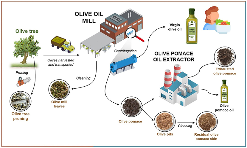 Flowchart illustrating the olive oil production process. An olive tree undergoes pruning; olives are then harvested and transported to the olive oil mill for cleaning and centrifugation, yielding virgin olive oil. Remaining olive pomace goes to an extractor, producing exhausted pomace and olive pomace oil. Olive pits are cleaned, resulting in residual pomace skin.