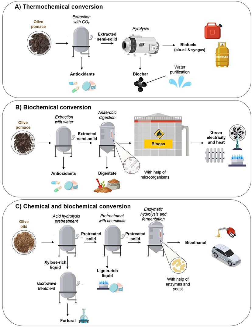 Flowchart illustrating three examples of conversions for olive by-products. A) Thermochemical conversion: Olive pomace undergoes CO2 extraction, yielding antioxidants. Pyrolysis produces biofuels and biochar, the latter of which can be used for water purification. B) Biochemical conversion: Olive pomace is extracted with water, recovering antioxidants. Anaerobic digestion by microorganisms produces biogas for renewable heat and power, and digestate for agricultural use. C) Chemical and biochemical conversion: Olive pits undergo acid hydrolysis, then chemical pretreatment, yielding xylose-rich and lignin-rich liquids. Microwave treatment produces furfural. Enzymatic hydrolysis and fermentation generate bioethanol with enzymes and yeast.