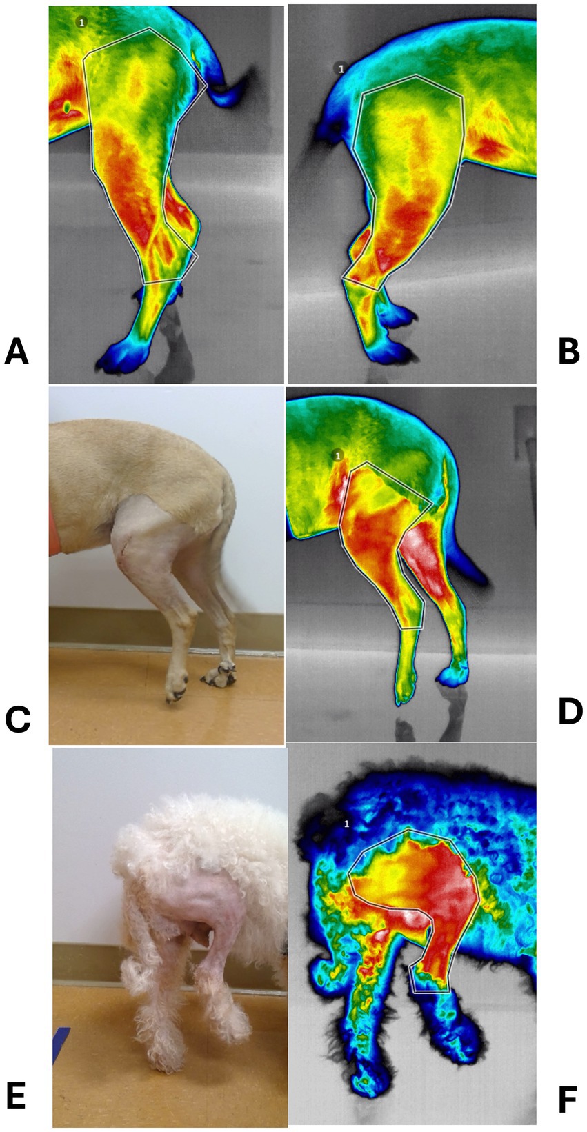 Infrared thermographic images and photographs of dogs' hind legs. Panels A, B, D, and F show thermographic images with color variations indicating temperature differences, with red areas suggesting higher temperatures. Panels C and E are photographs of dogs with shaved hind legs, illustrating the areas analyzed in the thermographic images.