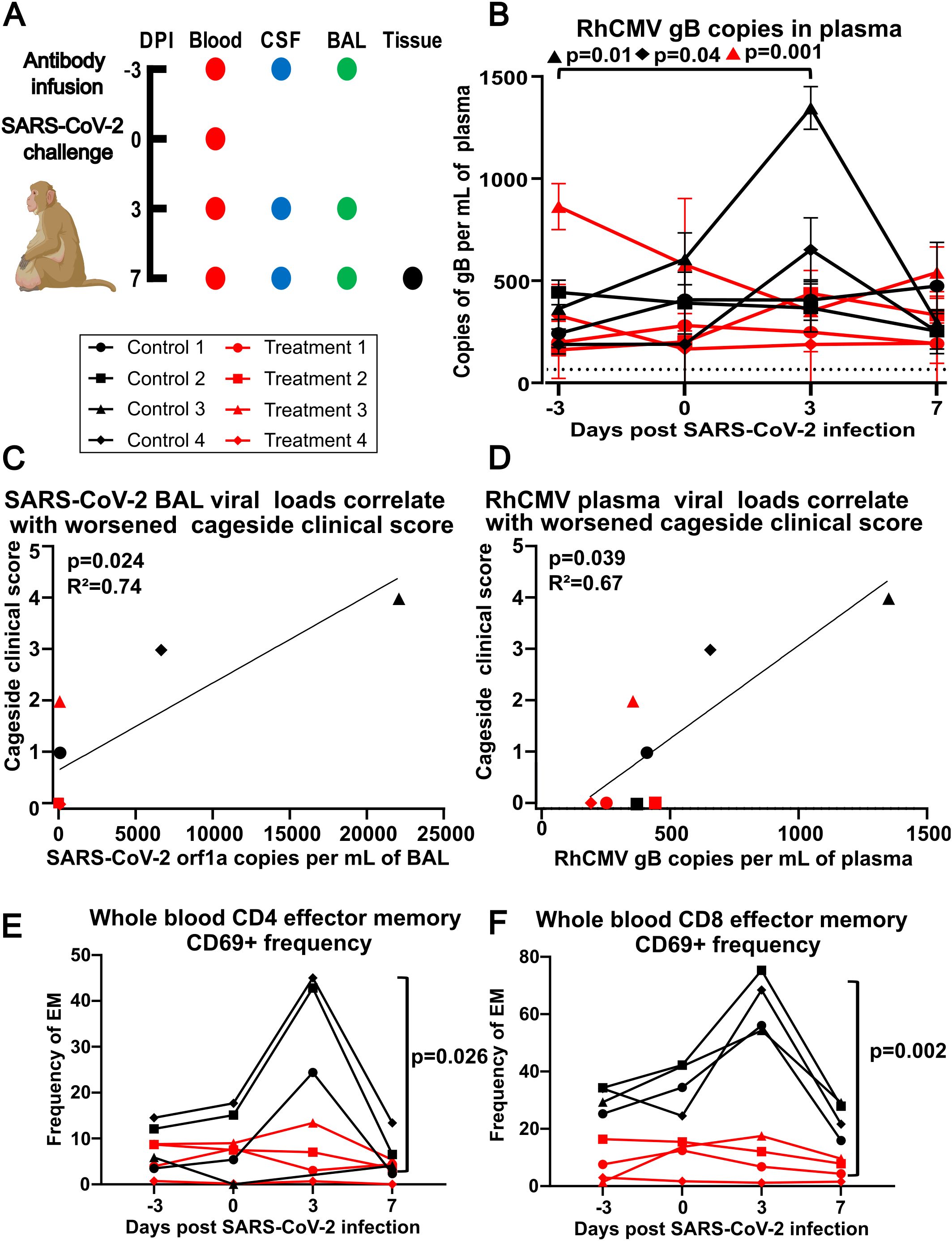 Panel A shows sample collection points post-SARS-CoV-2 challenge in a monkey model. Panel B is a line graph of RhCMV gB copies in plasma over time, displaying significant differences between control and treatment groups. Panel C shows a scatter plot correlating SARS-CoV-2 BAL viral loads with worsened clinical scores. Panel D illustrates a correlation between RhCMV plasma viral loads and worsened clinical scores. Panel E and F graph the frequency of CD4 and CD8 effector memory CD69+ cells, with significant differences noted. Each panel includes statistical significance markers.