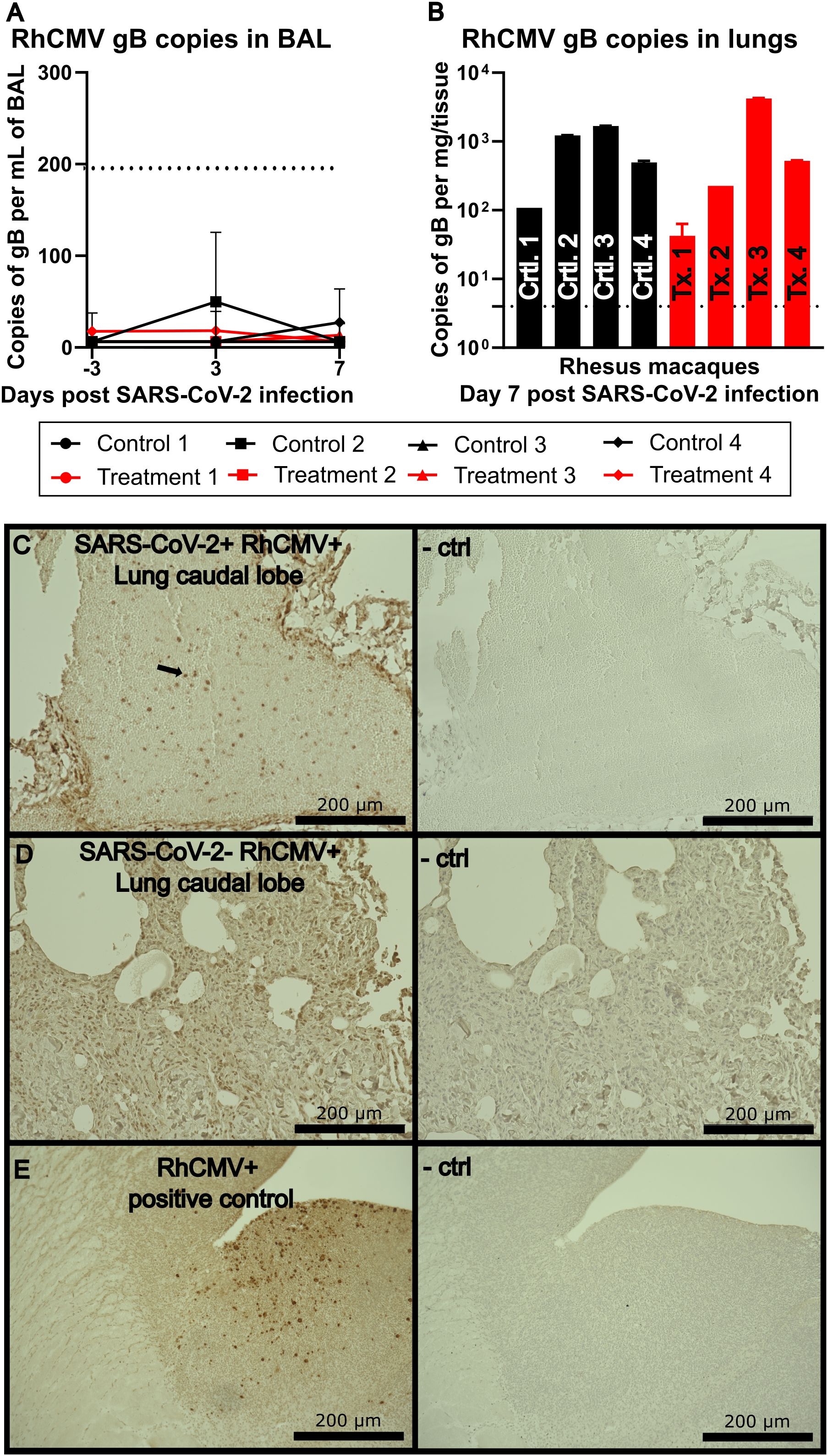 Chart A displays RhCMV gB copies in BAL over time, showing different controls and treatments with a low increase in copies. Chart B illustrates RhCMV gB copies in lungs of rhesus macaques seven days post-SARS-CoV-2 infection. Panels C, D, and E include histological images of lung tissue from treated and control samples, with noticeable differences in cellular staining between SARS-CoV-2 infected and non-infected samples. Scale bars indicate 200 micrometers.