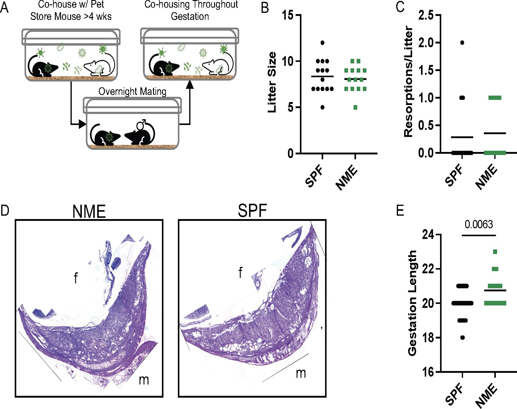 Diagram showing experimental setup and results for mouse co-housing experiment. Panel A illustrates the experimental design involving co-housing with pet store mice and mating. Panel B presents a scatter plot comparing litter sizes between SPF and NME mice. Panel C shows resorptions per litter. Panel D depicts histological images of NME and SPF placentas labeled with “f” for fetus and “m” for maternal side. Panel E is a scatter plot comparing gestation lengths, showing significant difference with a p-value of 0.0063.