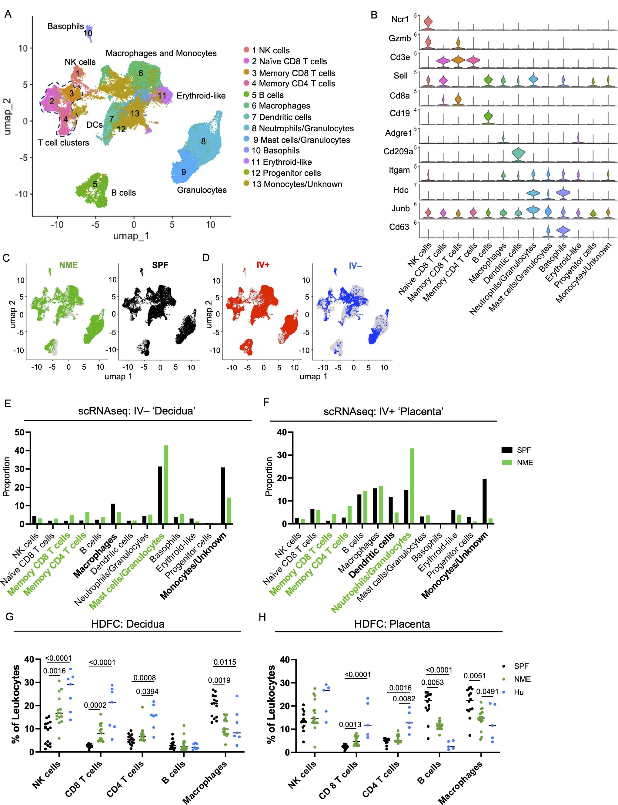 Panel A displays a UMAP plot showing cell type clusters, including NK cells, T cells, macrophages, and others, with a color-coded legend. Panel B features violin plots of gene expression across cell types. Panels C and D present UMAP plots comparing NME versus SPF, and IV+ versus IV− conditions. Panels E and F display bar graphs of cell type proportions for scRNAseq data from decidua and placenta tissues, respectively. Panels G and H show dot plots indicating the percentage of leukocytes in decidua and placenta, highlighting statistical significance with p-values.