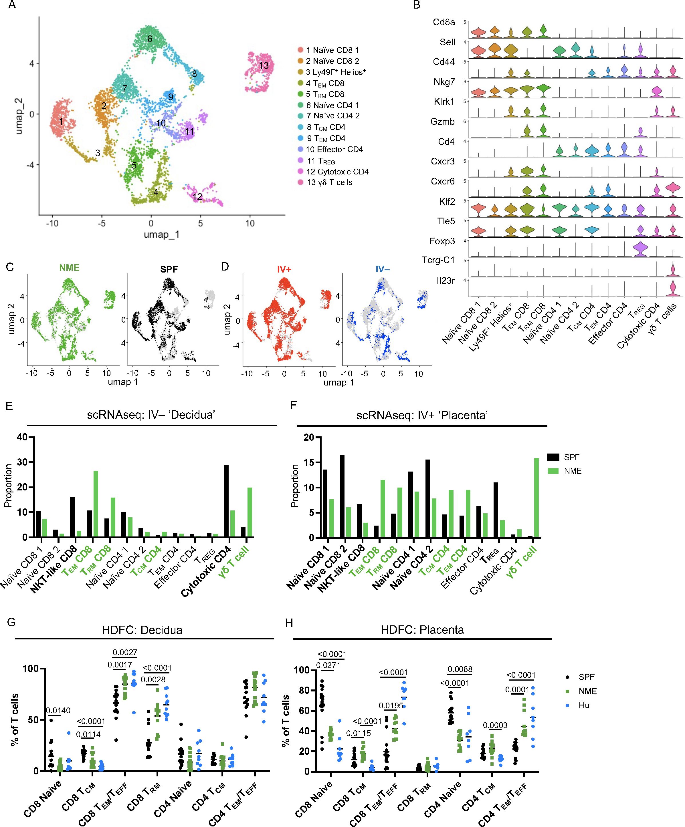 UMAP plots, violin plots, and bar graphs depict single-cell RNA sequencing data. A: UMAP clusters show different T cell types. B: Violin plots illustrate gene expression across clusters. C, D: UMAP for NME/SPF and IV+/IV- samples. E, F: Bar graphs of T cell proportions in decidua and placenta. G, H: Dot plots comparing T cell percentages in decidua and placenta show statistical significance with p-values.