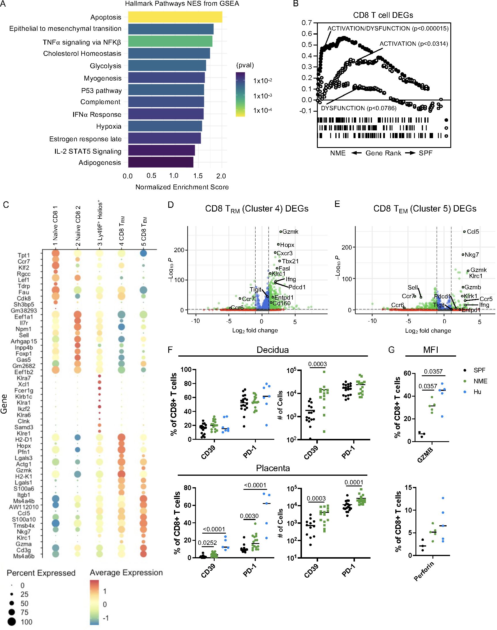 Panel A shows a bar graph of hallmark pathway enrichment scores from GSEA for various processes like apoptosis and glycolysis. Panel B features a gene rank plot of CD8 T cell DEGs related to activation and dysfunction. Panel C presents a dot plot of gene expression patterns across different CD8 T cell clusters. Panels D and E display volcano plots of differentially expressed genes in CD8 TRM and TEM clusters, highlighting notable genes like Gzmk and Ifng. Panel F includes scatter plots of CD8+ T cell markers in decidua and placenta, indicating statistical significance. Panel G shows scatter plots of CD8+ T cell proportions for GZMB and Perforin across SPF, NME, and Hu groups.