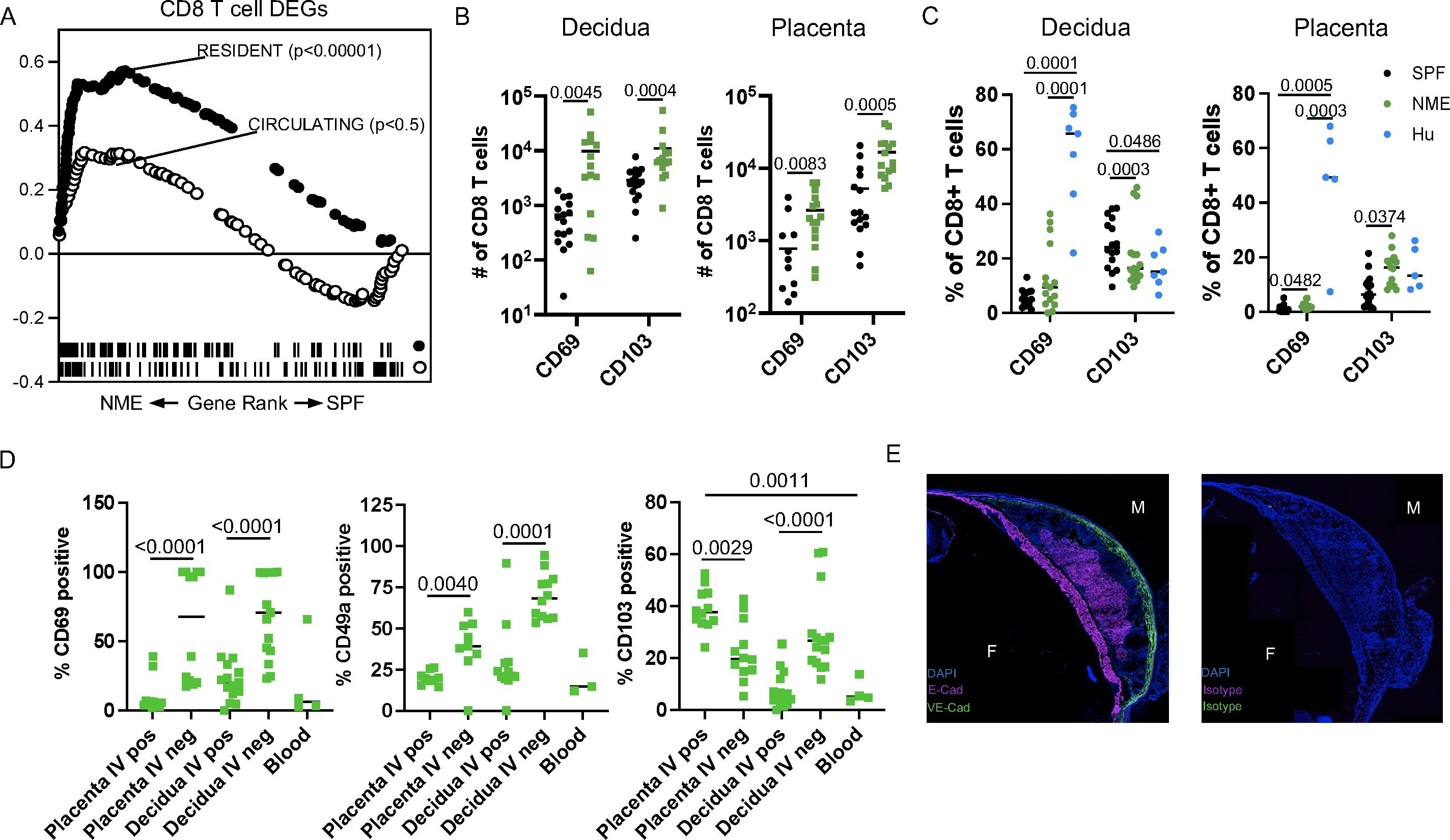Multiple panels are presented, including: A: A graph displaying CD8 T cell DEGs, contrasting resident and circulating cells with gene rank data. B: Two scatter plots showing the number of CD8 T cells in decidua and placenta, differentiated by CD69 and CD103 markers. C: Two scatter plots illustrating the percentage of CD8+ T cells in decidua and placenta, indicating statistical differences among SPF, NME, and Hu groups. D: Three scatter plots reflecting the percentage of CD69, CD49a, and CD103 positive cells across different tissues, showing significant differences. E: Two fluorescent microscopy images of tissues with DAPI, E-Cad, and VE-Cad staining, highlighting cellular structures. The labels and significant p-values are clearly indicated in each subplot.