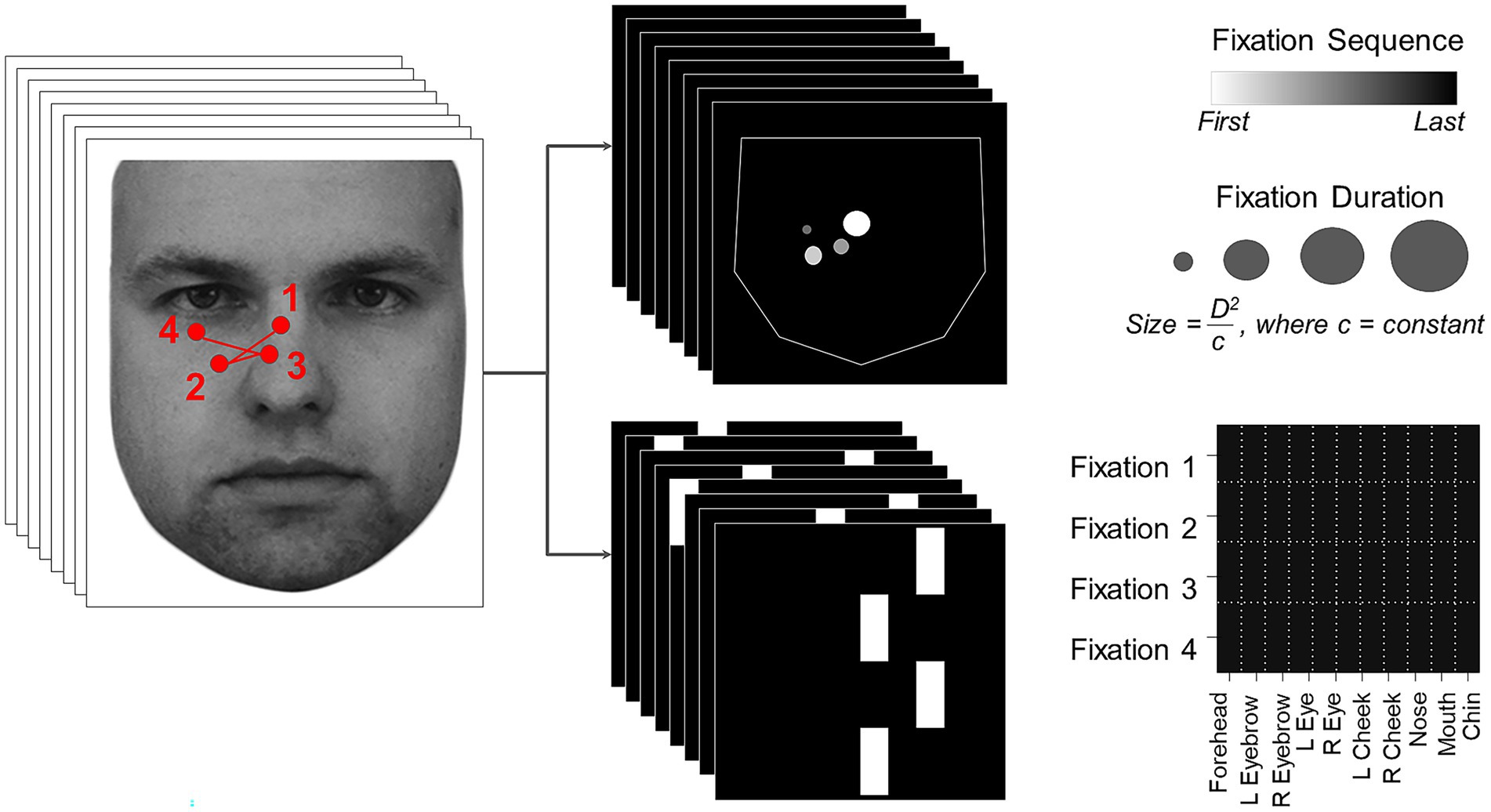 Diagram showing an eye-tracking study on a face. The face is marked with four labeled fixation points. On the right, there are visual representations of fixation sequence and duration, with graphs showing eye movements across facial features such as forehead and eyebrows. Fixation is visualized with varying sizes of dots indicating duration, and a scale for the sequence.