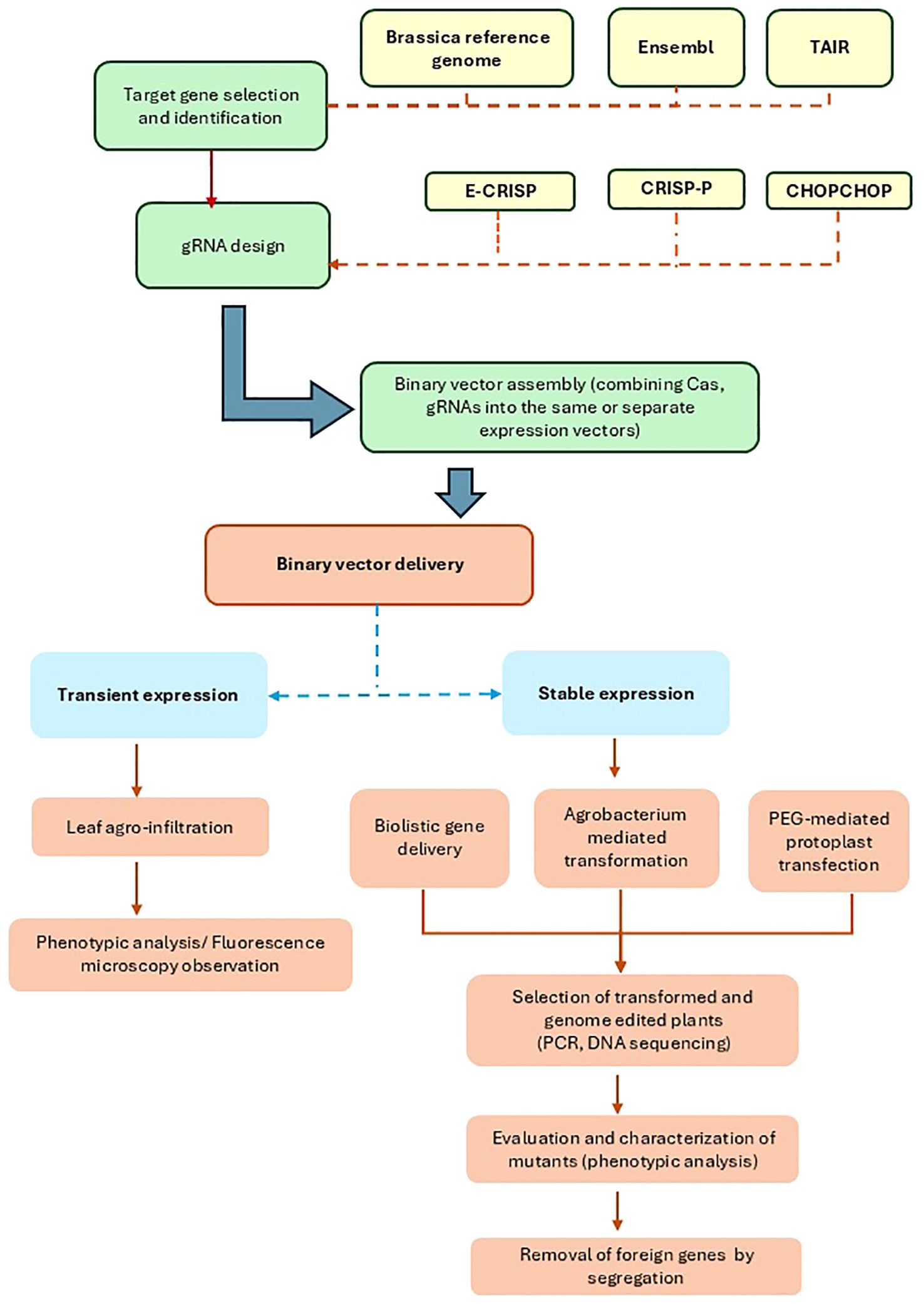 Flowchart outlining the process of gene editing in Brassica plants. The process starts with target gene selection and identification, utilizing databases like Brassica reference genome, Ensembl, and TAIR. gRNA design follows, using tools such as E-CRISP, CRISP-P, and CHOPCHOP. Binary vector assembly combines Cas and gRNAs, leading to binary vector delivery. It branches into transient and stable expressions. Transient involves leaf agro-infiltration and phenotypic analysis. Stable expression involves biolistic gene delivery, Agrobacterium, and PEG-mediated protoplast transfection, followed by selection, evaluation, and removal of foreign genes.