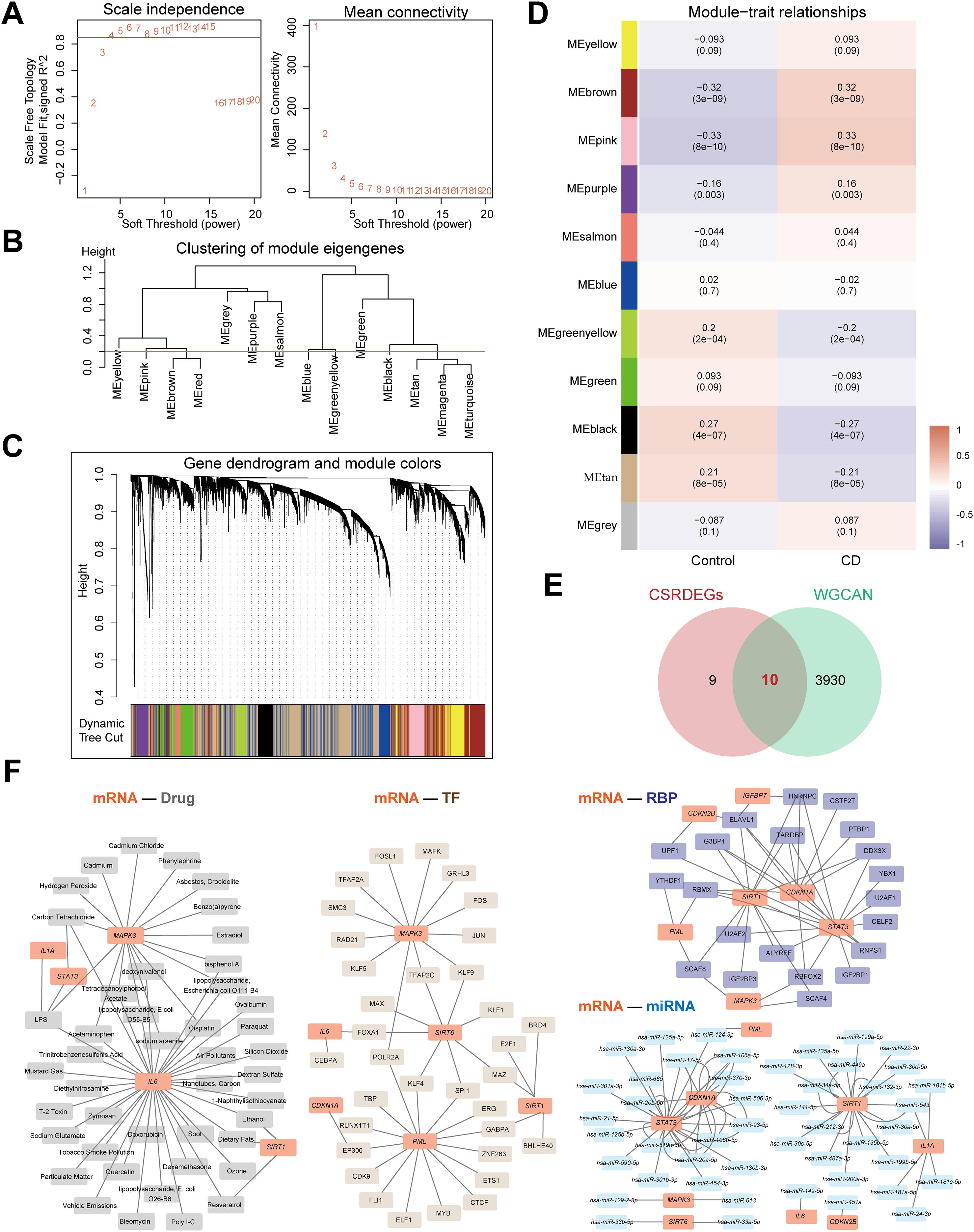 Charts and diagrams illustrating gene network analysis using various metrics and clustering. Panel A shows plots of scale independence and mean connectivity against soft threshold power. Panel B presents a clustering dendrogram of module eigengenes. Panel C features a gene dendrogram with module colors. Panel D is a heatmap displaying module-trait relationships. Panel E is a Venn diagram showing overlap between CSRsDEGs and WGCAN. Panel F depicts interaction networks involving mRNA with drugs, transcription factors, RBPs, and miRNAs.