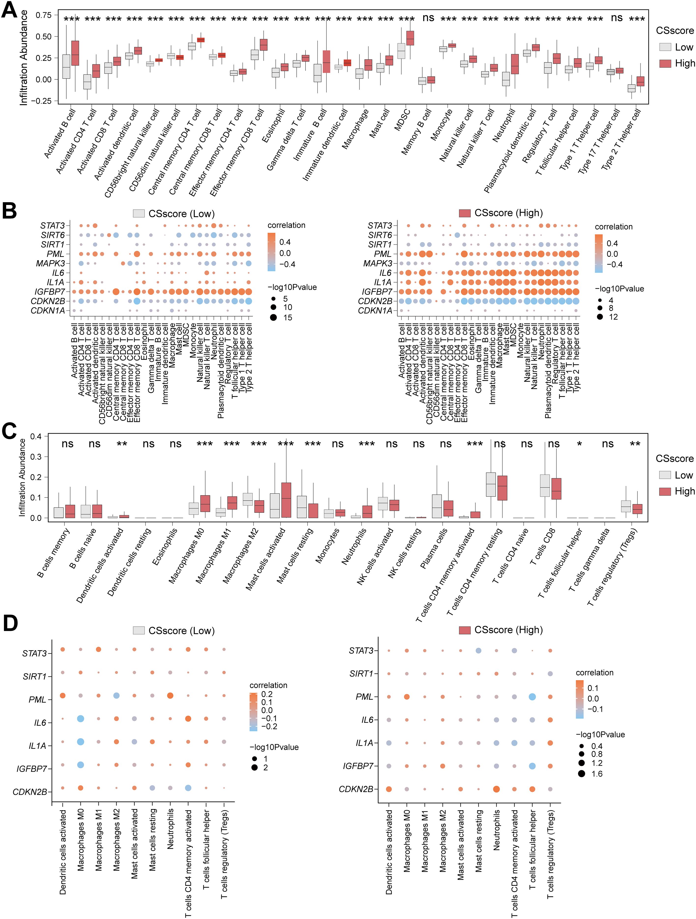 Four-panel figure analyzing immune cell infiltration and gene correlation with CSscore. Panel A shows a box plot of infiltration abundance for various cell types with low and high CSscore groups. Panel B displays correlation matrices for genes and immune cells at different CSscores, using colored dots to indicate correlation strength and significance. Panel C is another box plot, focusing on different cell types, comparing infiltration abundance between CSscore groups. Panel D presents correlation matrices like panel B, with different genes and cell types, showing correlation strength and significance by dot size and color.