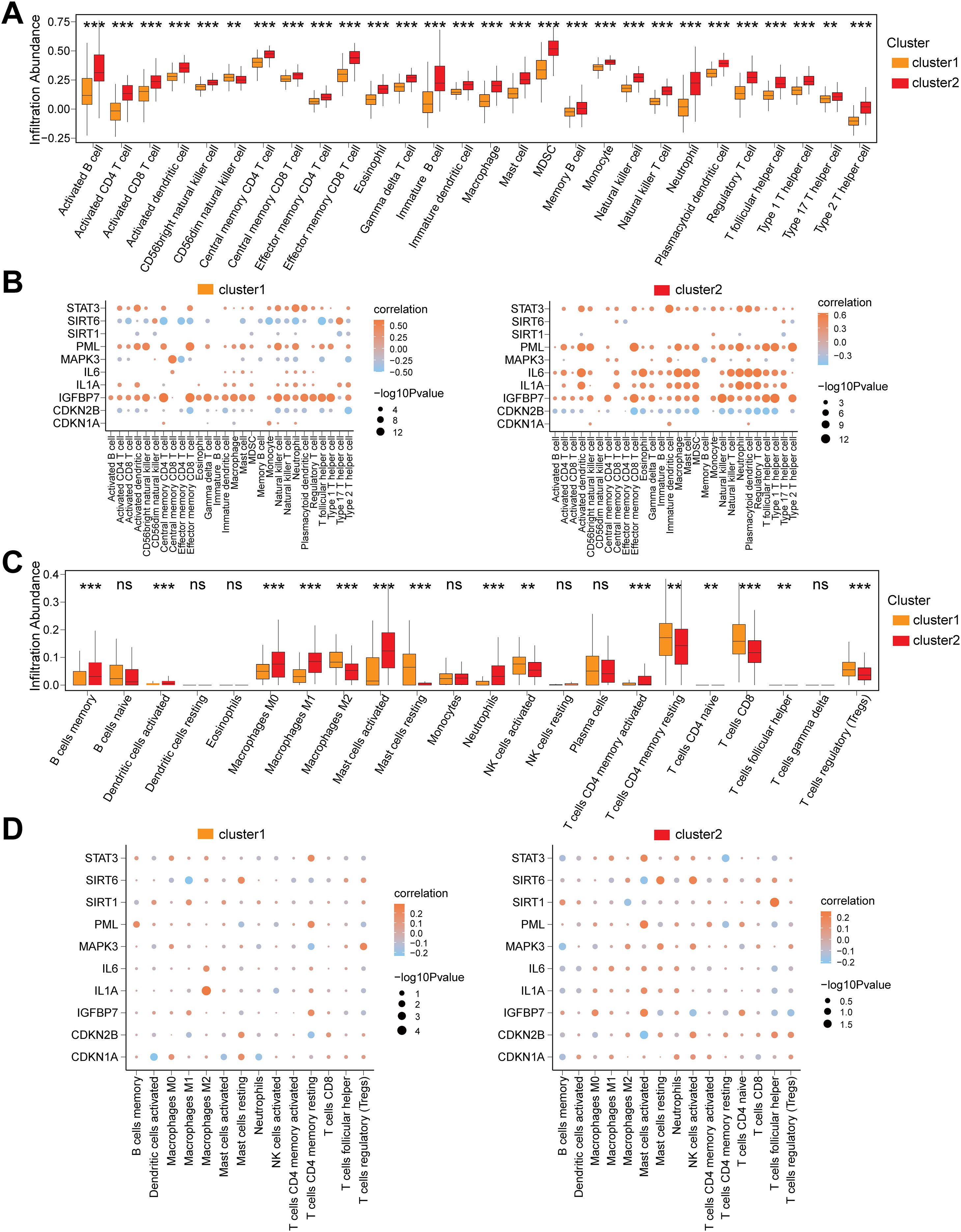 Four-part scientific figure evaluating immune cell infiltration and gene correlations in two clusters. A: Box plots show varying infiltration levels of immune cells across cluster one and cluster two, with statistical significance indicated. B: Two dot plots display correlation and significance between specific genes and immune cells for each cluster. C: Bar charts depicting immune cell abundance differences between clusters, with statistical significance noted. D: Additional dot plots highlighting gene correlations with immune cells, with bubble size representing significance. Clusters are distinguished by color: orange for cluster one, red for cluster two.