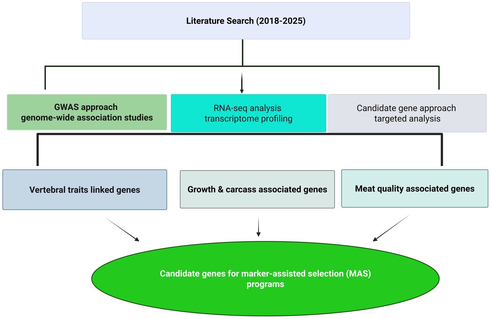 Flowchart illustrating the process of identifying candidate genes for marker-assisted selection programs. It begins with a literature search from 2018 to 2025, leading to three approaches: GWAS, RNA-seq analysis, and candidate gene approach. These approaches identify three categories of genes: vertebral traits linked genes, growth and carcass associated genes, and meat quality associated genes, culminating in candidate genes for marker-assisted selection programs.