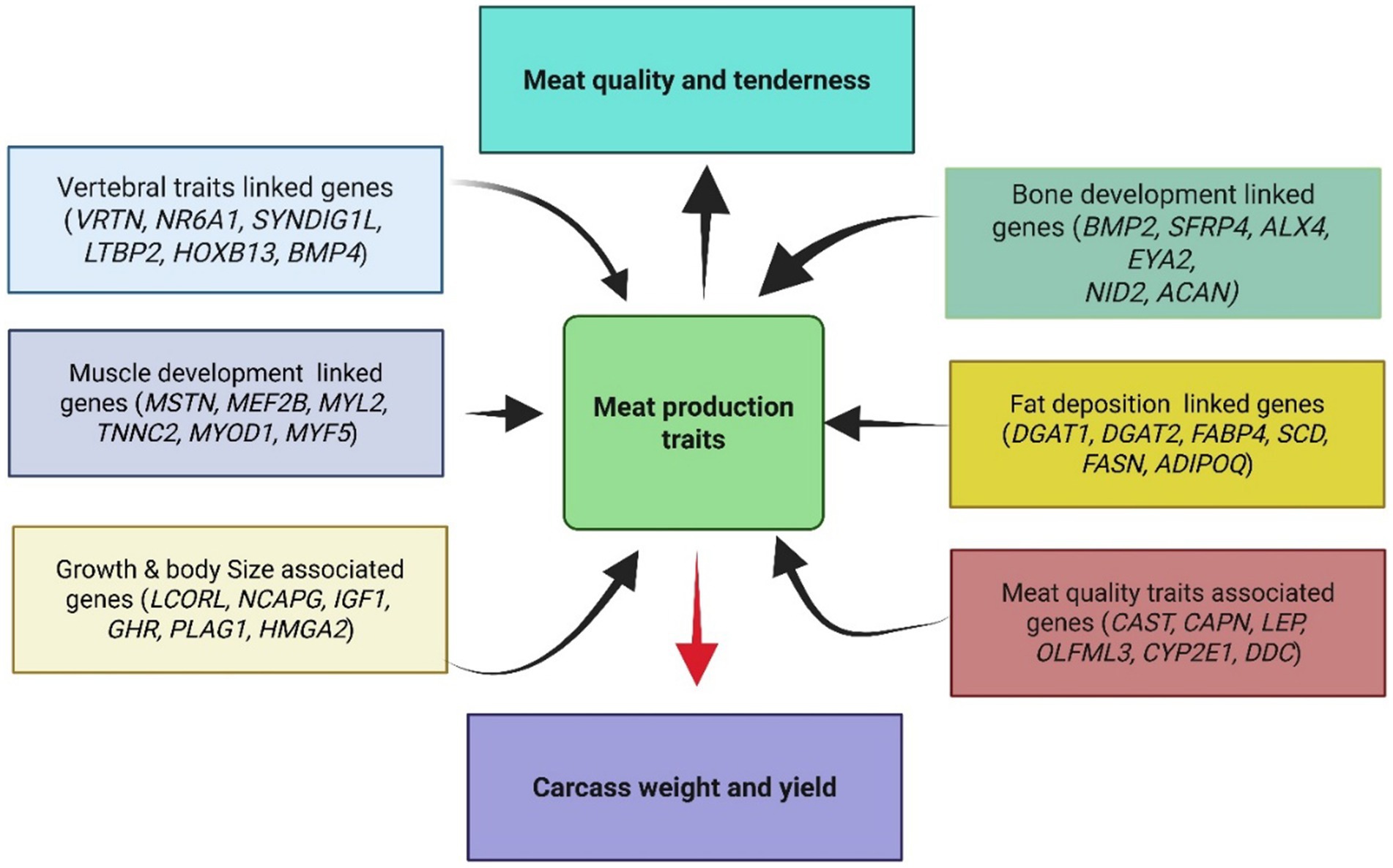 Flowchart illustrating the relationship between meat production traits and various genetic factors. Central box labeled
