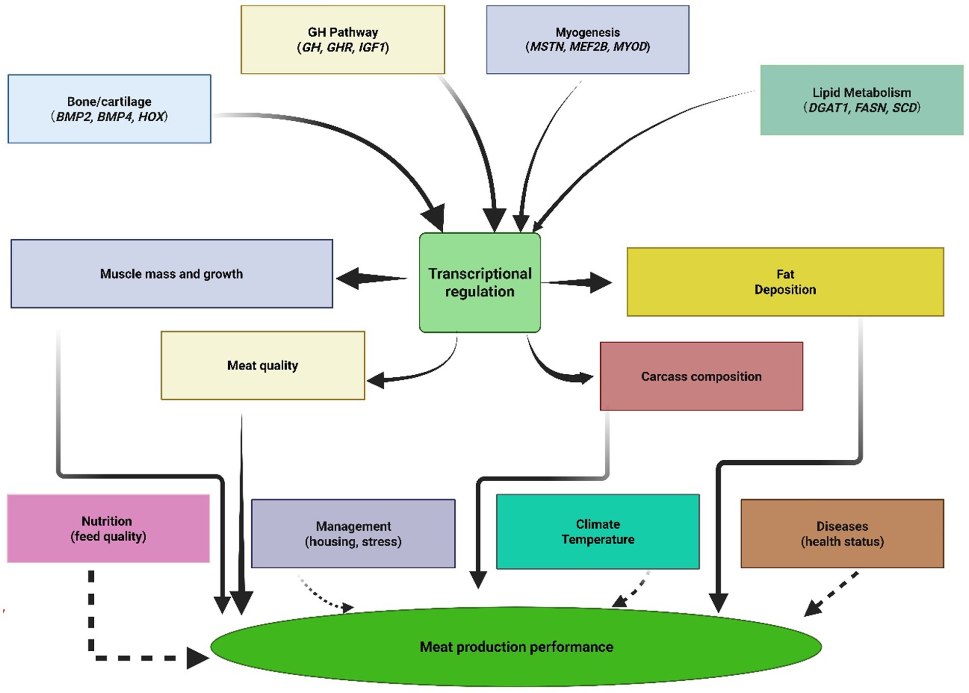 Flowchart illustrating factors influencing meat production performance. Central box for transcriptional regulation connects to bone/cartilage, GH pathway, myogenesis, and lipid metabolism, affecting muscle growth, fat deposition, carcass composition, and meat quality. Nutrition, management, climate, and diseases impact the overall performance. Arrows indicate relationships between these elements.
