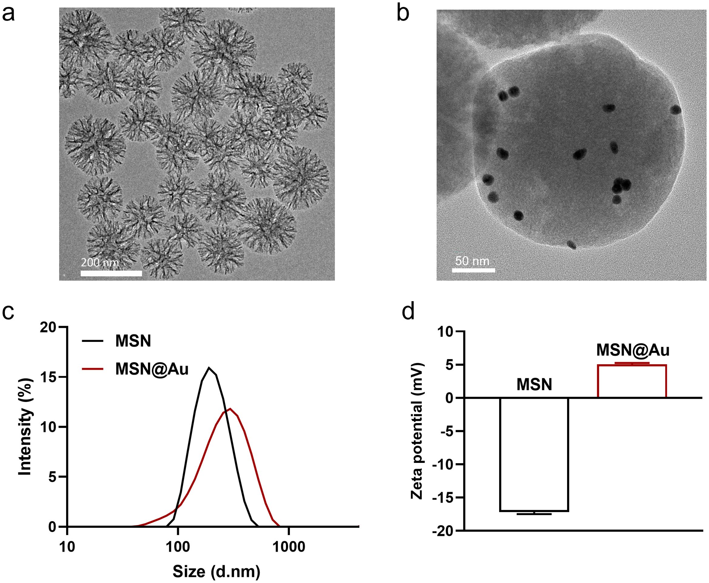 Four panels showing analysis of MSN and MSN@Au. Panel a shows a TEM image of MSN particles with a scale bar of 200 nanometers. Panel b is a close-up TEM image of MSN@Au particles, displaying dark spots, with a 50 nanometer scale bar. Panel c presents a graph comparing size distribution of MSN and MSN@Au with intensity percentage versus size in nanometers. Panel d shows a bar graph comparing the zeta potential of MSN and MSN@Au, indicating MSN@Au has a higher positive zeta potential.