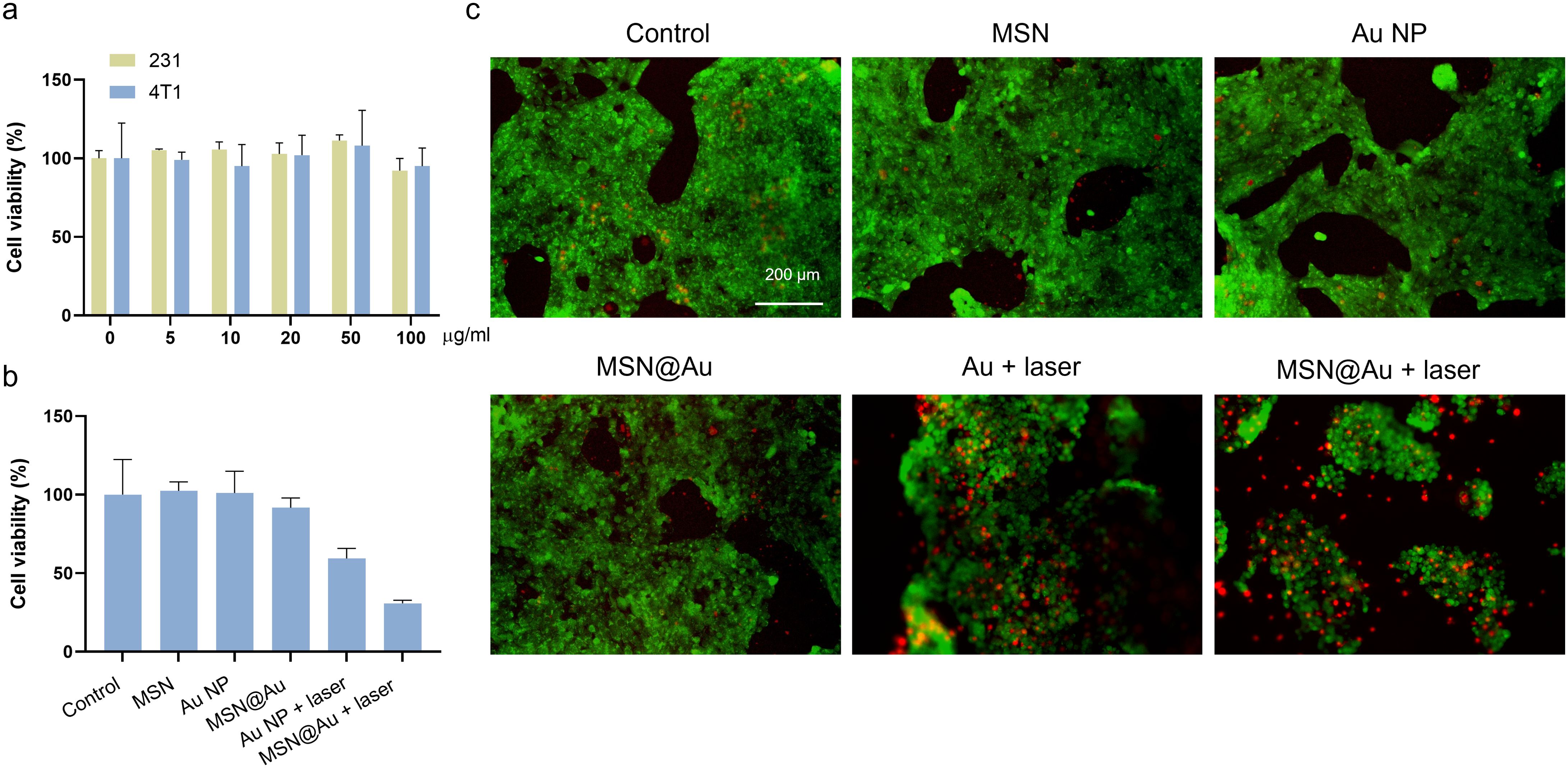 Bar charts show cell viability percentages for different concentrations of substances and conditions. Images of cell samples under different treatments are depicted in fluorescent microscopy visuals. Panels illustrate changes in cell condition under control, MSN, Au NP, Au plus laser, and MSN@Au plus laser treatments.