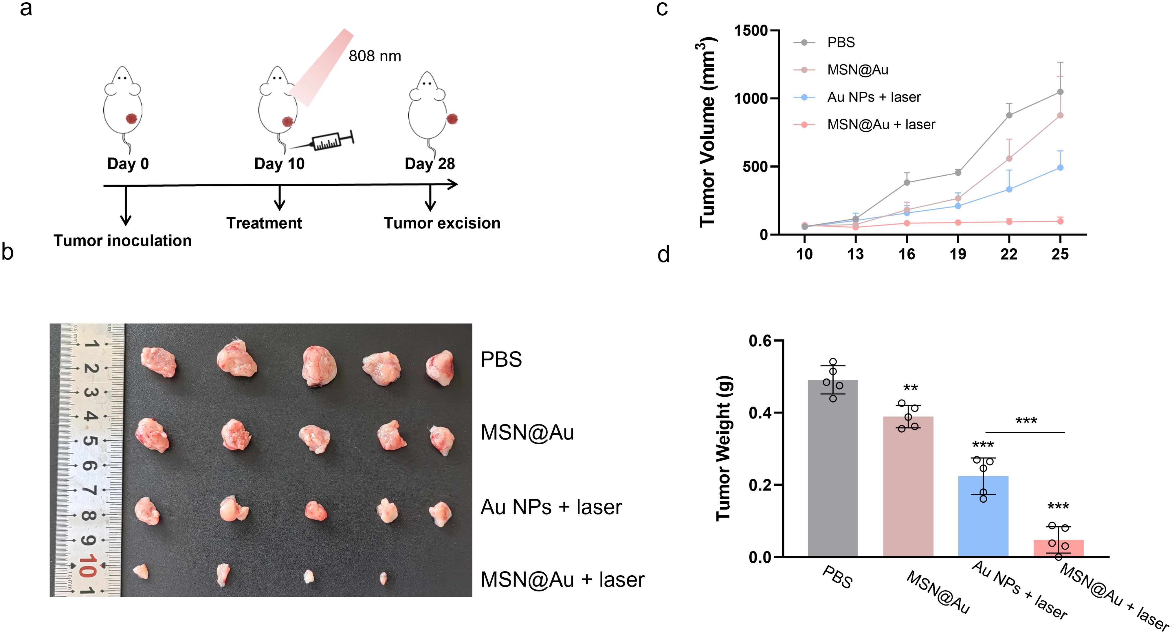 Diagram illustrating a tumor treatment study with four panels. (a) Timeline showing tumor inoculation, treatment with nanoparticles and a laser, and tumor excision. (b) Image of excised tumors with a ruler for scale, comparing different treatments: PBS, MSN@Au, Au nanoparticles with laser, and MSN@Au with laser. (c) Line graph depicting tumor volume over time for each treatment method, showing reduced growth for laser treatments. (d) Bar graph displaying tumor weights, indicating significant weight reduction for laser treatments, especially for MSN@Au with laser.