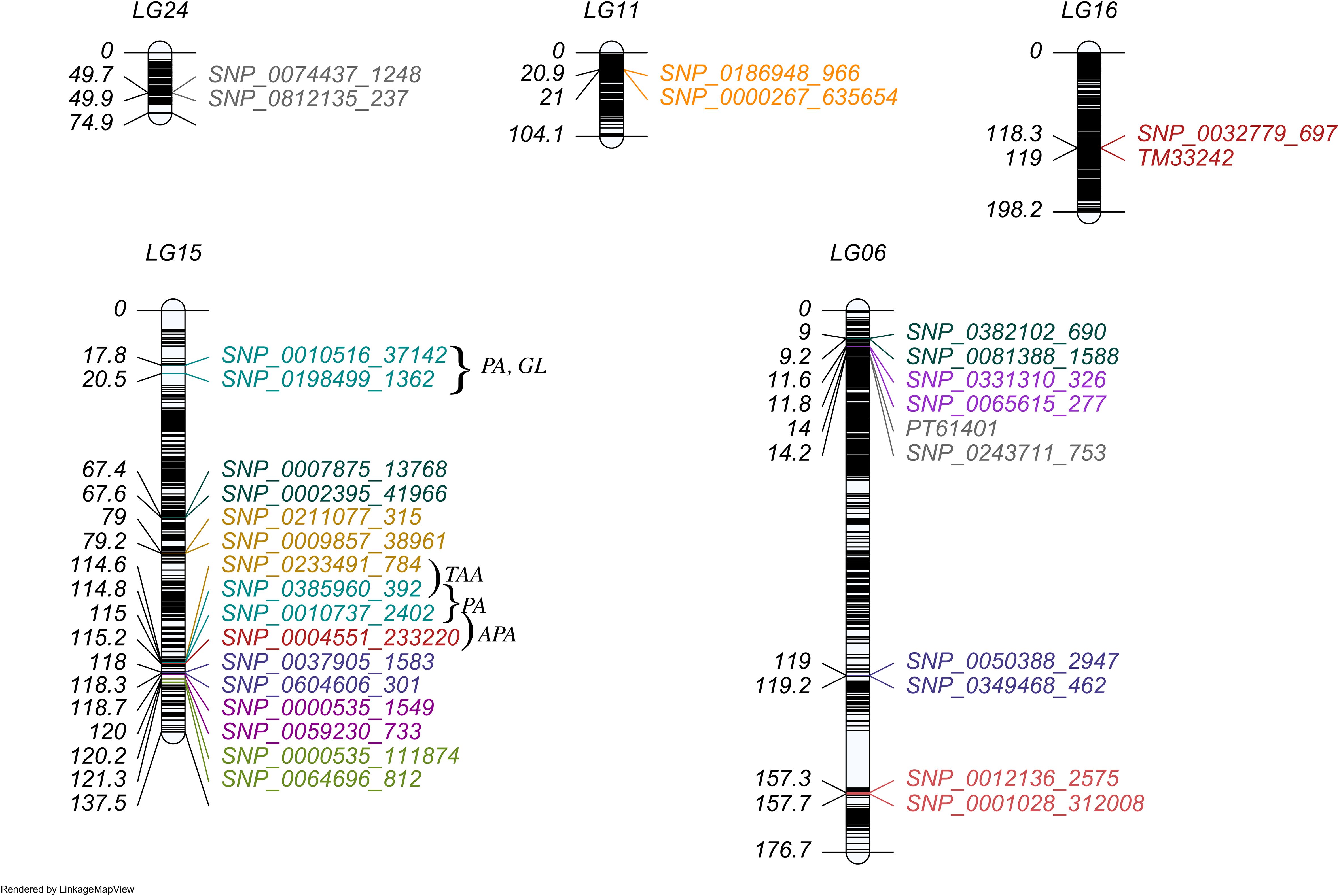 Distribution of identified single locus QTLs across different linkage groups. Different colors of QTLs corresponding to different traits.