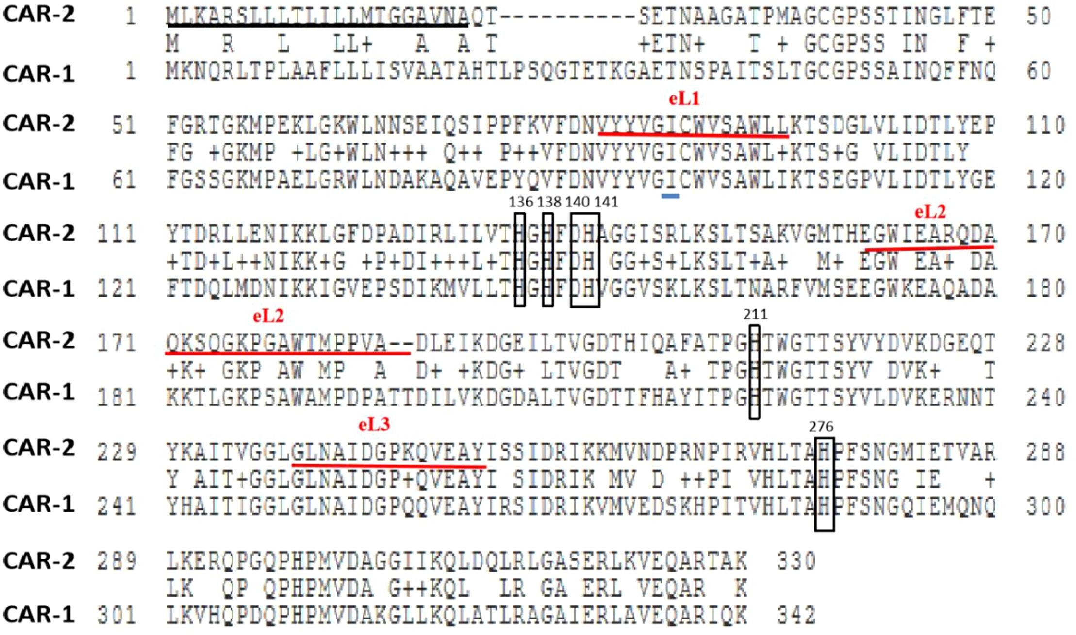 Alignment of two protein sequences labeled CAR-2 and CAR-1. Conserved regions are slightly highlighted in different colors, and specific segments like eL1, eL2, and eL3 are underlined in red. Numbers on the left indicate sequence positions, and certain residues like 136, 138, 140, 141, 211, and 276 are boxed.