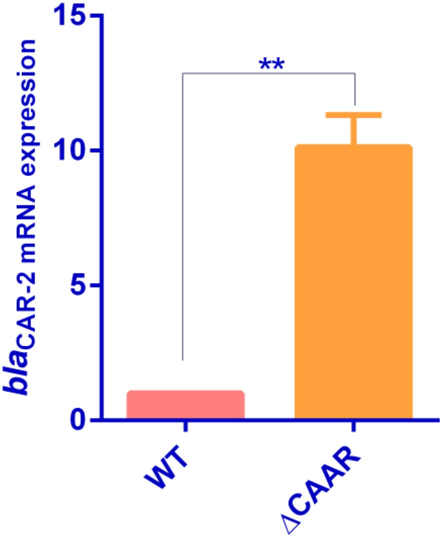 Bar graph comparing blaCAR-2 mRNA expression between WT and ΔCAAR. WT shows low expression, while ΔCAAR has significantly higher expression, marked by asterisks indicating statistical significance.