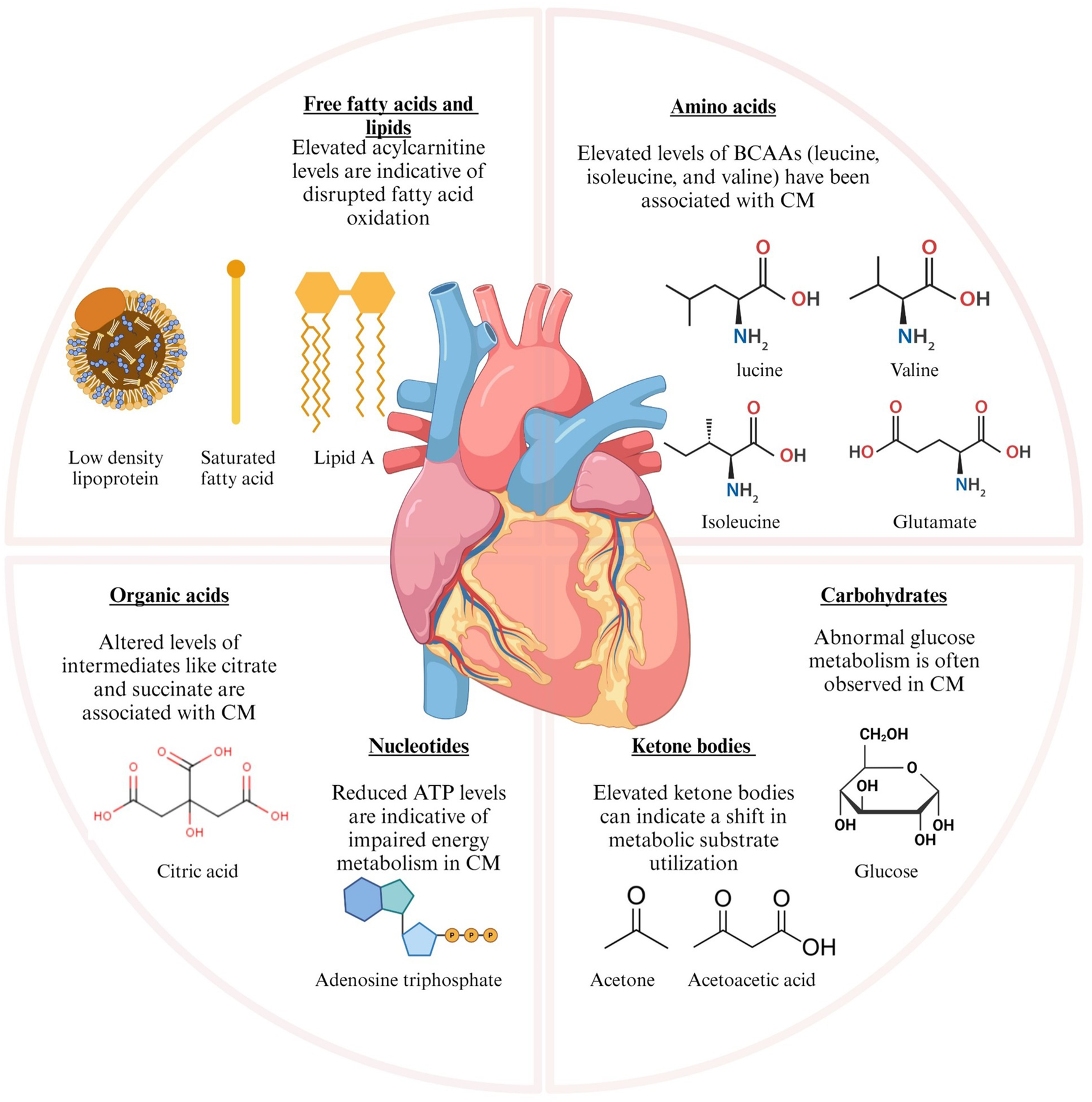 Illustration of a heart with metabolic pathways affecting cardiac metabolism (CM). The quadrants highlight altered free fatty acids and lipids, amino acids, organic acids, carbohydrates, nucleotides, and ketone bodies. Elevated acylcarnitine indicates disrupted fatty acid oxidation. Branched-chain amino acids are linked to CM. Altered citrate and succinate levels, as well as reduced adenosine triphosphate (ATP), suggest impaired energy metabolism. Abnormal glucose metabolism and elevated ketone bodies indicate shifts in substrate utilization. Each section includes corresponding molecular structures and visual aids.