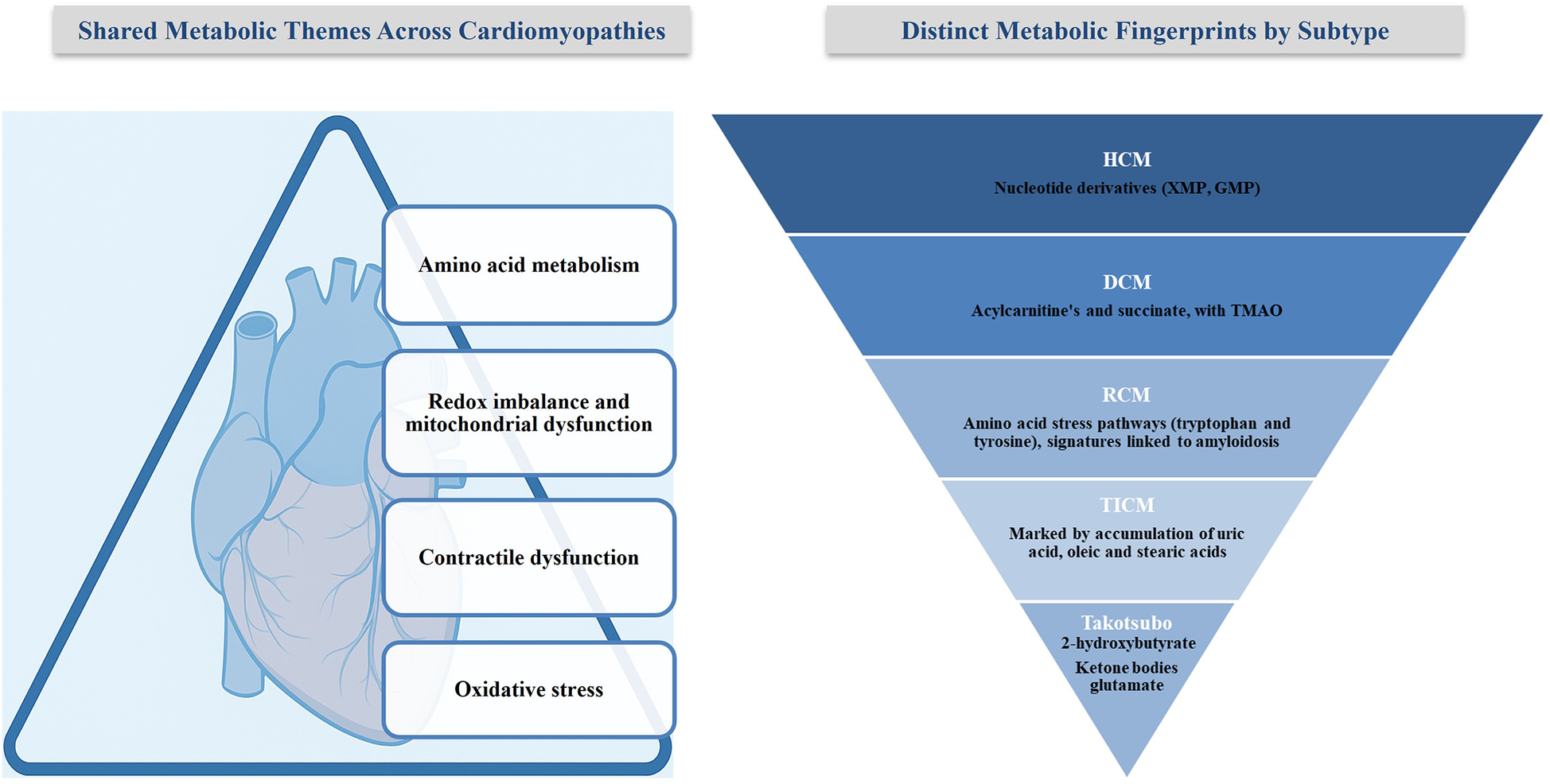 Diagram illustrating shared metabolic themes and distinct metabolic fingerprints across cardiomyopathies. On the left, a triangle with a heart illustration lists general themes: amino acid metabolism, redox imbalance and mitochondrial dysfunction, contractile dysfunction, oxidative stress. On the right, an inverted pyramid specifies subtypes: HCM (nucleotide derivatives), DCM (acylcarnitines and succinate with TMAO), RCM (amino acid stress pathways, amyloidosis signatures), TICM (accumulation of uric acid, oleic and stearic acids), and Takotsubo (2-hydroxybutyrate, ketone bodies, glutamate).
