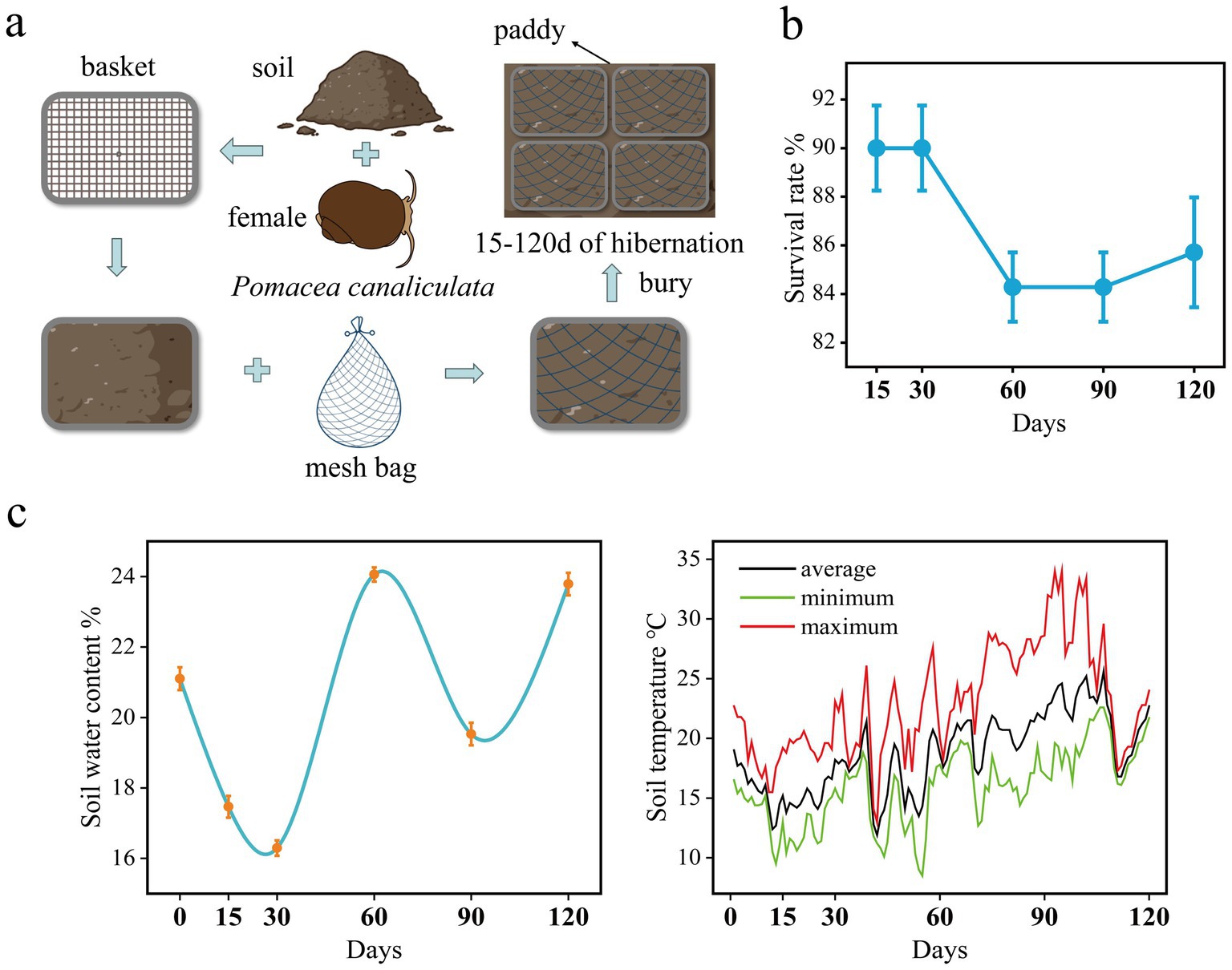 Diagram illustrating a study on Pomacea canaliculata in hibernation. (a) Shows soil preparation, involving a basket, female snail, and soil, placed in mesh bags, buried in a paddy for 15 to 120 days. (b) Line chart of survival rate over 120 days, showing a decrease from around 91% to 85%. (c) Line charts: left shows soil water content percentage oscillating over time; right shows soil temperature in Celsius with average, minimum, and maximum values over 120 days.
