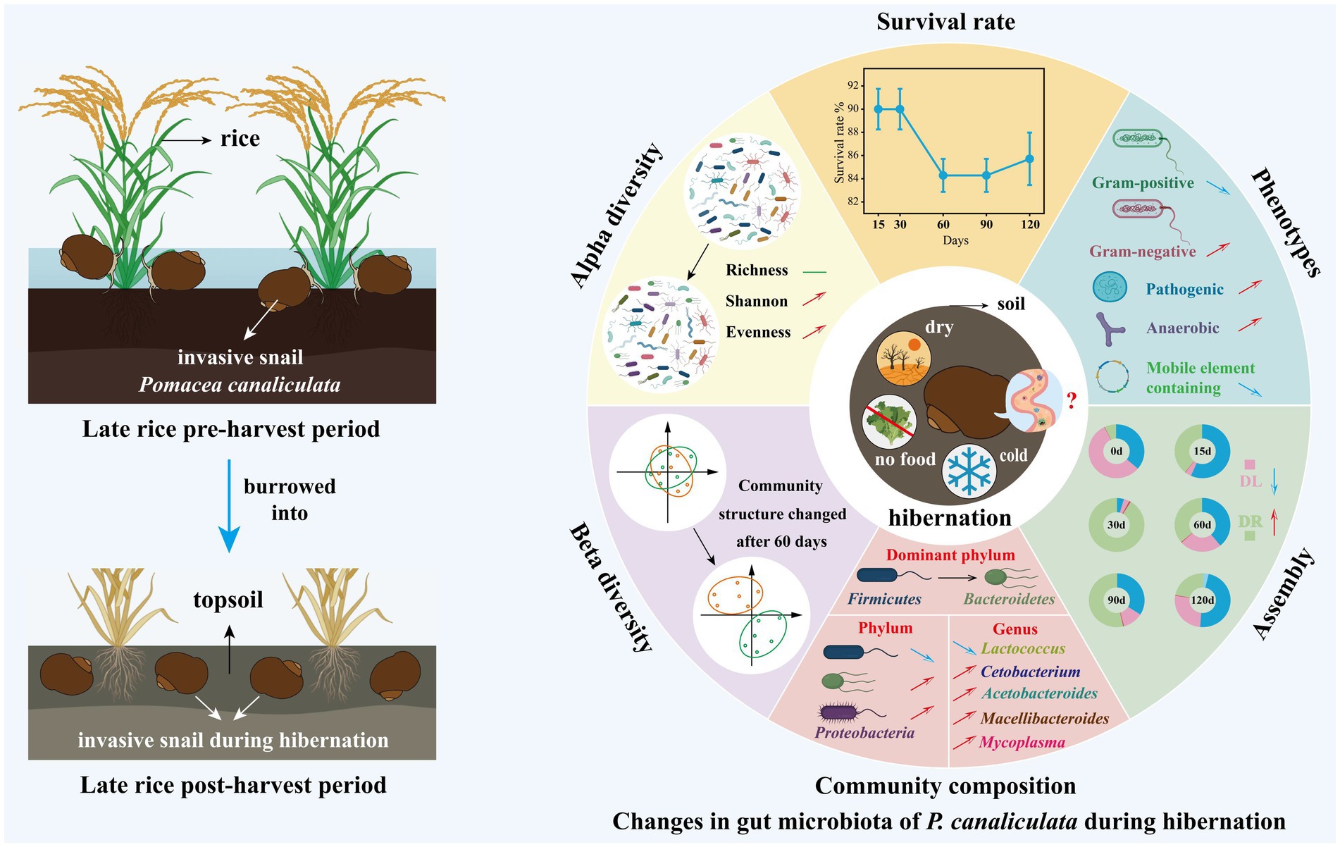 Diagram showing the ecological impact of the invasive snail Pomacea canaliculata on rice crops. On the left, snails are seen in rice fields during pre- and post-harvest periods, burrowing into the soil. On the right, a circular infographic details changes in the snail's gut microbiota during hibernation, highlighting variations in alpha and beta diversity, survival rates, phenotypes, and community composition. The diagram underscores the interaction between the snails and their environment, especially concerning microbial diversity and environmental changes affecting hibernation.