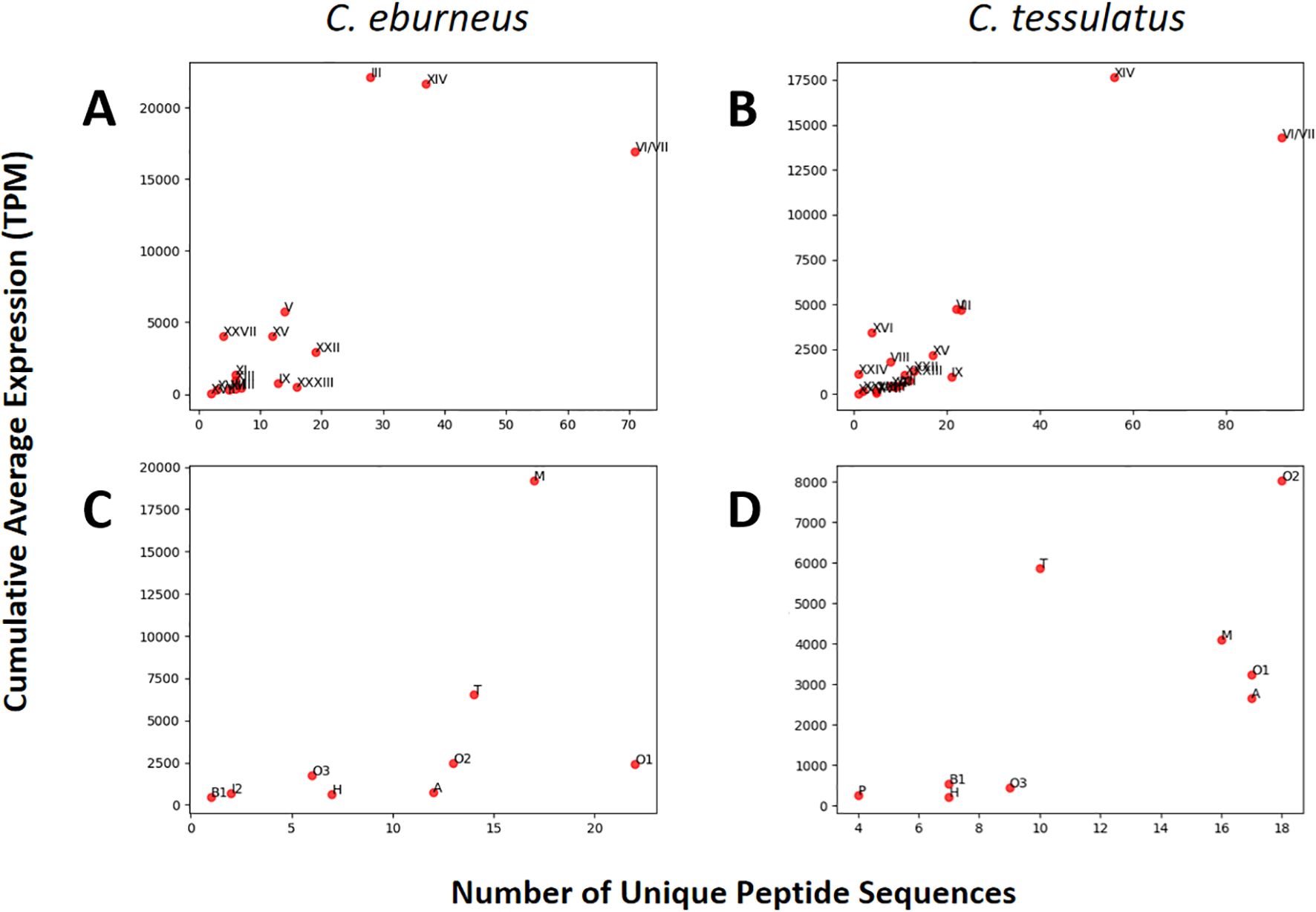 Scatter plot showing cumulative average expression (TPM) versus the number of unique sequences per cysteine framework (top row) or gene superfamily (bottom row) for both C. eburneus (left panel, A and C) and C. tessulatus (right panel, B and D). The expression profiles and diversity of conopeptide sequences appear to differ for the two sister species.