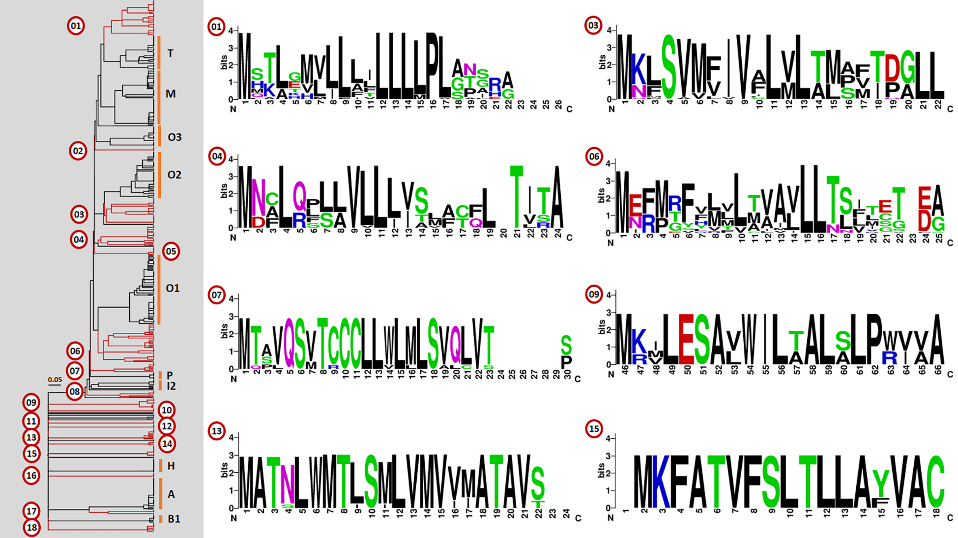 Cluster tree of predicted signal sequences and sequence logos corresponding to the eight largest putatively novel gene superfamilies. The cluster tree on the left is annotated with gene superfamily groups, including those that are putatively novel (red). The sequence logos on the right represent the amino acid frequencies of the signal sequences of the eight putatively novel superfamilies with the highest number of member precursor sequences.