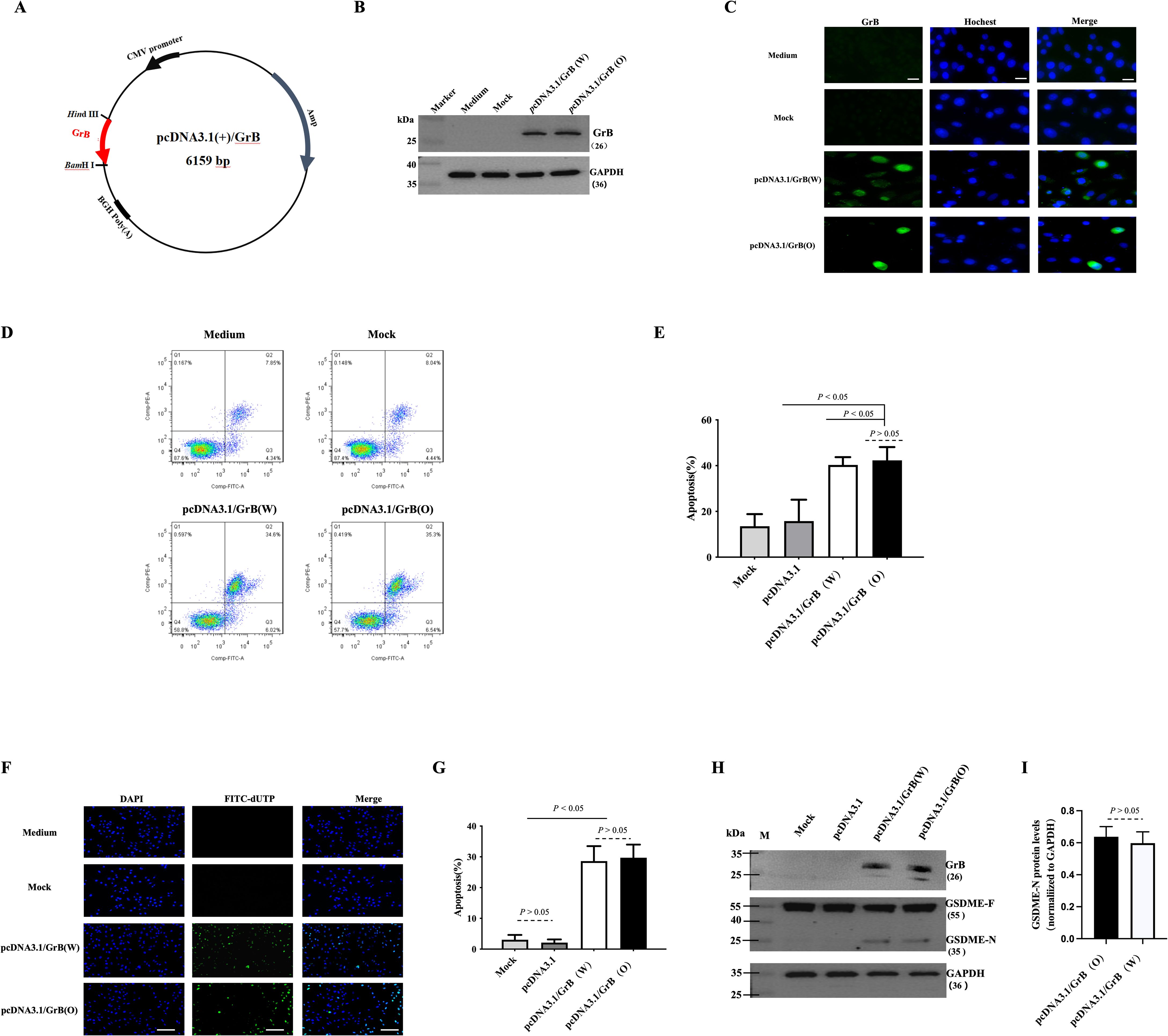 A scientific figure includes multiple panels. Panel A displays a plasmid map of pcDNA3.1(+)/GrB, 6159 base pairs, highlighting restriction sites. Panel B shows a western blot with bands for GrB and GAPDH across different samples. Panel C contains fluorescence images showing GrB expression with Hoechst-stained nuclei. Panel D presents scatter plots of cell populations, indicating GrB expression in different samples. Panel E features a bar graph comparing apoptosis percentages, with statistical significance marked. Panel F shows DAPI and FITC-dUTP stained images for apoptosis detection. Panel G has a bar graph depicting apoptosis percentages with statistical annotations. Panel H displays another western blot for GrB, GSDME-F, GSDME-N, and GAPDH. Panel I provides a bar graph of GSDME-N protein levels across samples with statistical significance.