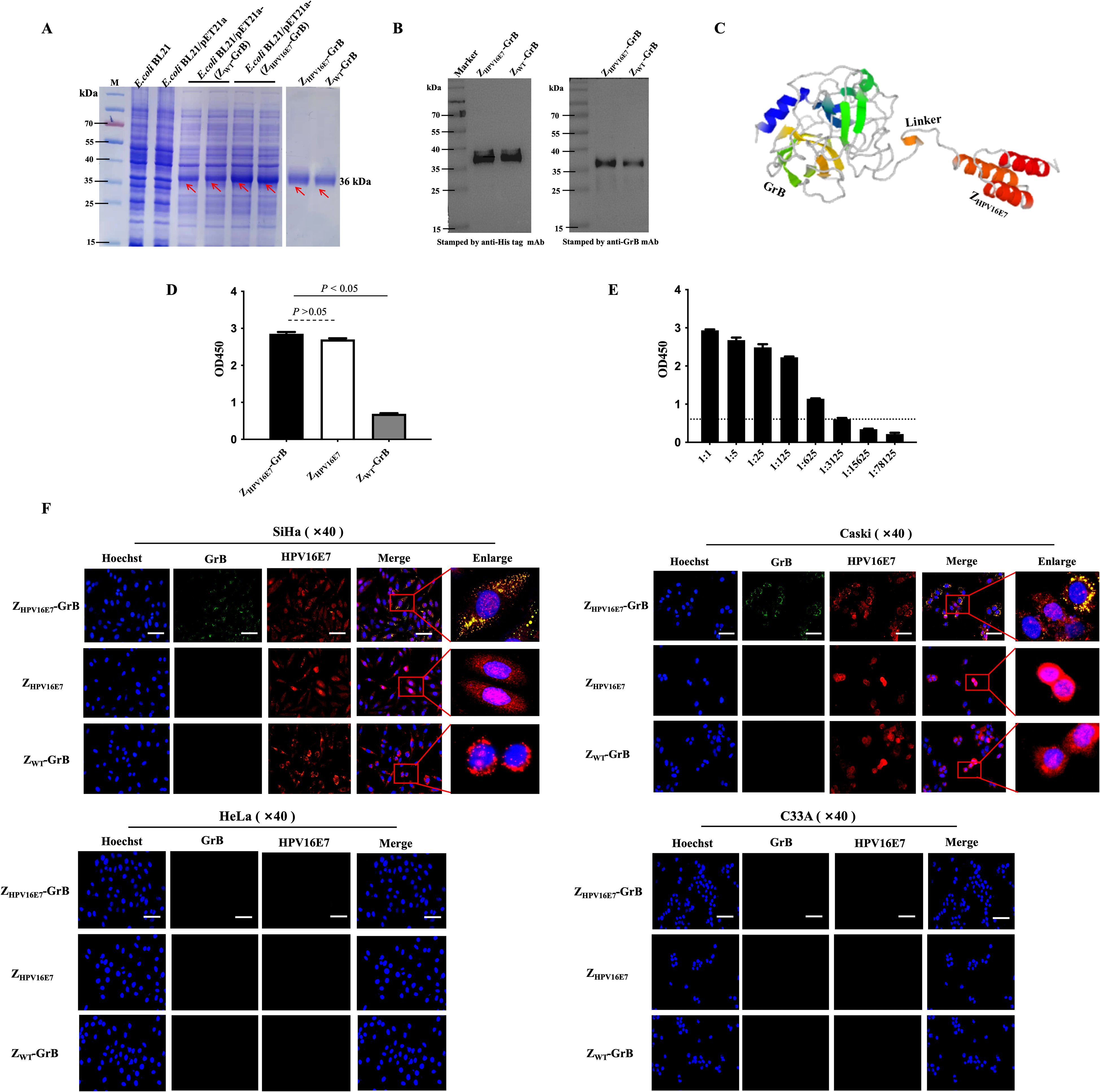 Composite image featuring multiple experimental results: A) Protein gel electrophoresis shows bands for different protein samples; B) Western blot analysis with anti-His tag and anti-GrB antibodies; C) Diagram illustrating protein structure with highlighted domains; D) Bar graph of optical density (OD) values comparing three protein samples; E) Bar graph of OD values for various sample dilutions; F) Fluorescence microscopy images of SiHa, Caski, HeLa, and C33A cells showing staining for Hoechst, GrB, and HPV16E7, with merged and enlarged views.